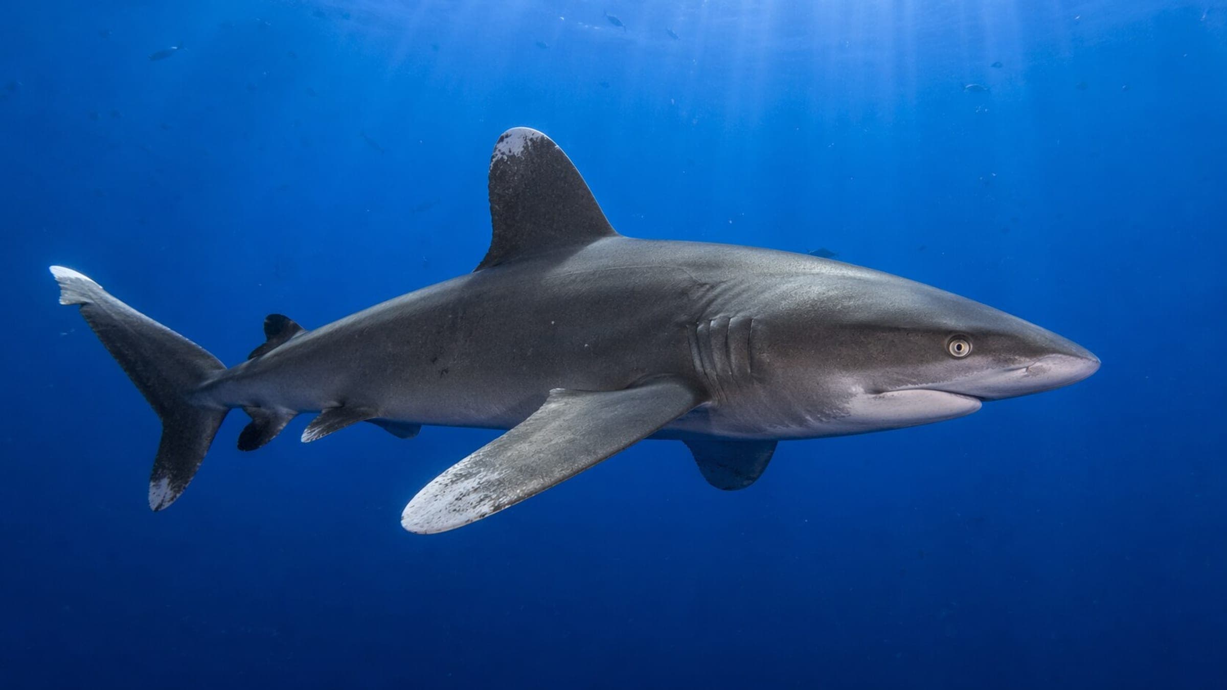 Photo of Oceanic Whitetip Shark