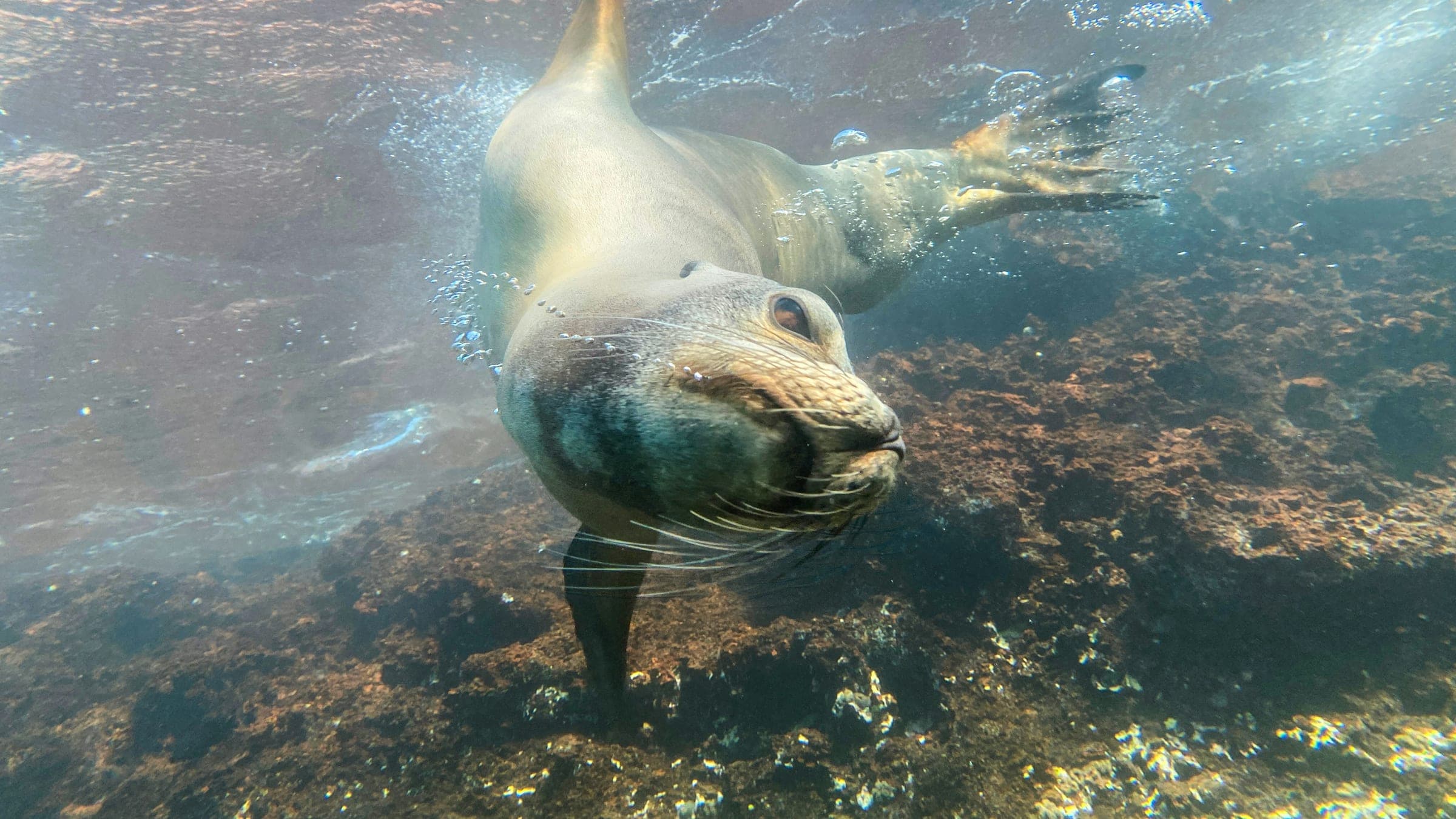 A seal is swimming in the water