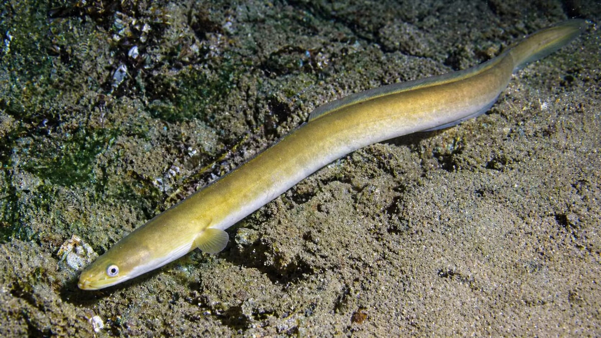 Photo of Eel
