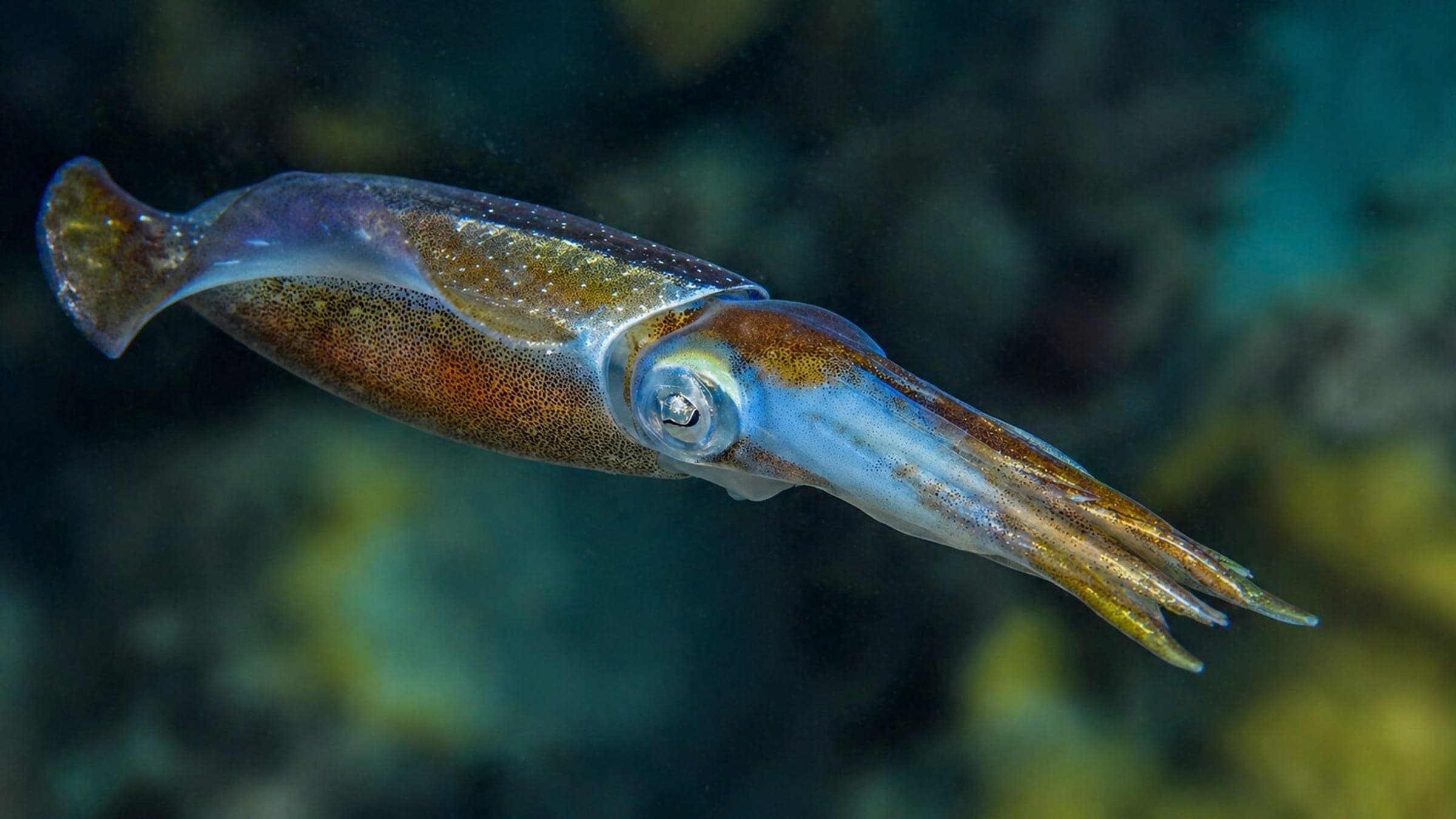 Photo of Squid