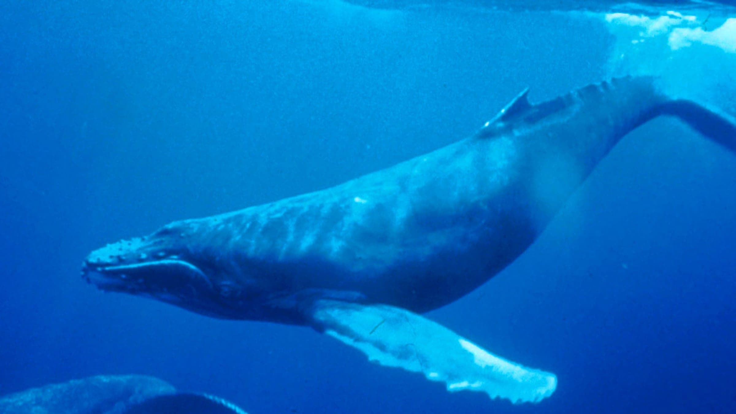 Humpback Whale underwater shot