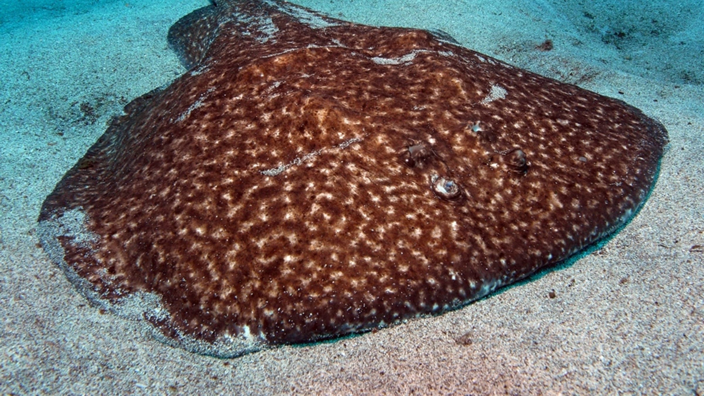 Torpedo marmorata - Spotted torpedo / Torpedo (Tembladera) / Raie torpille, Tenerife.