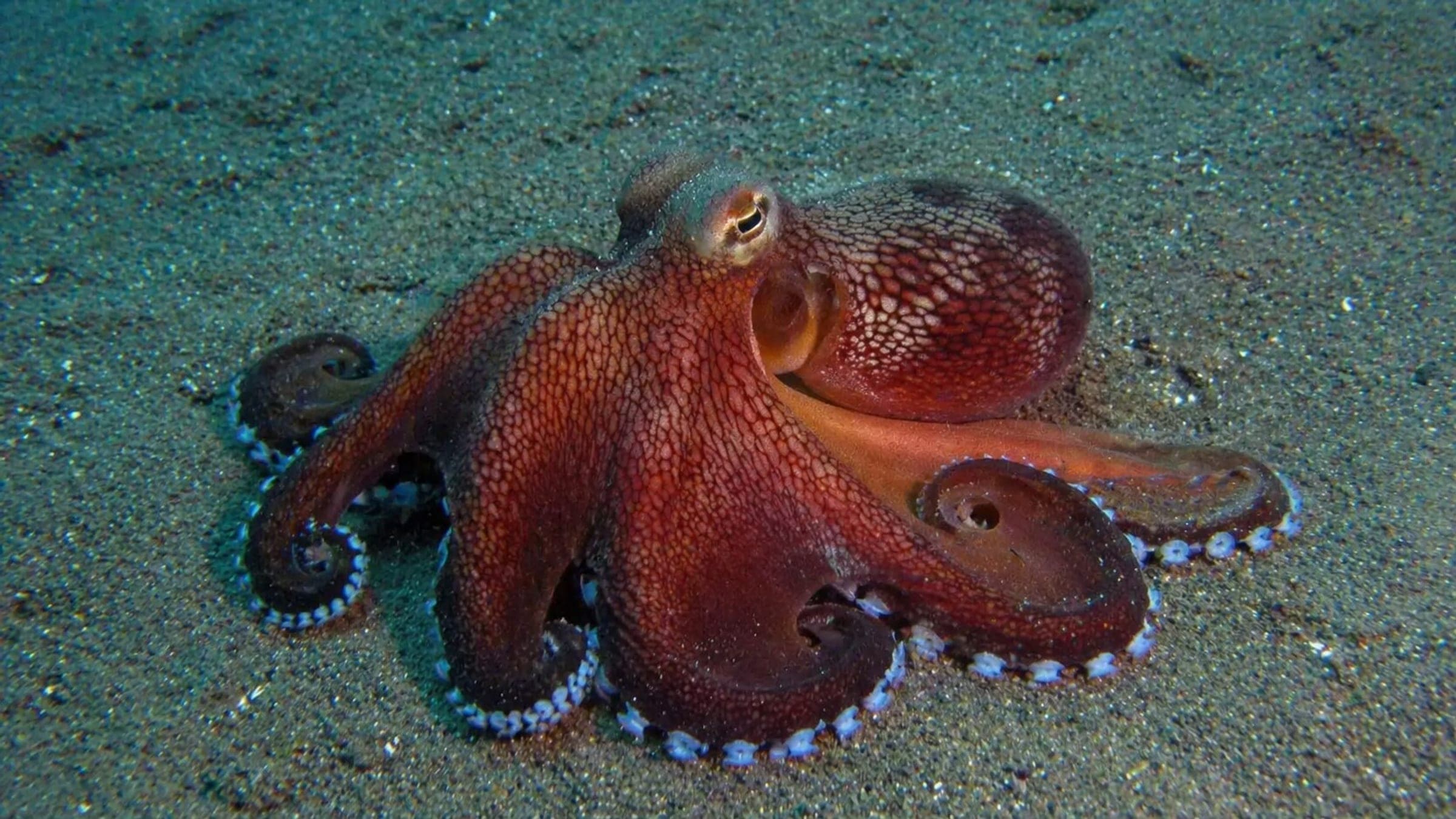 Photo of Octopus