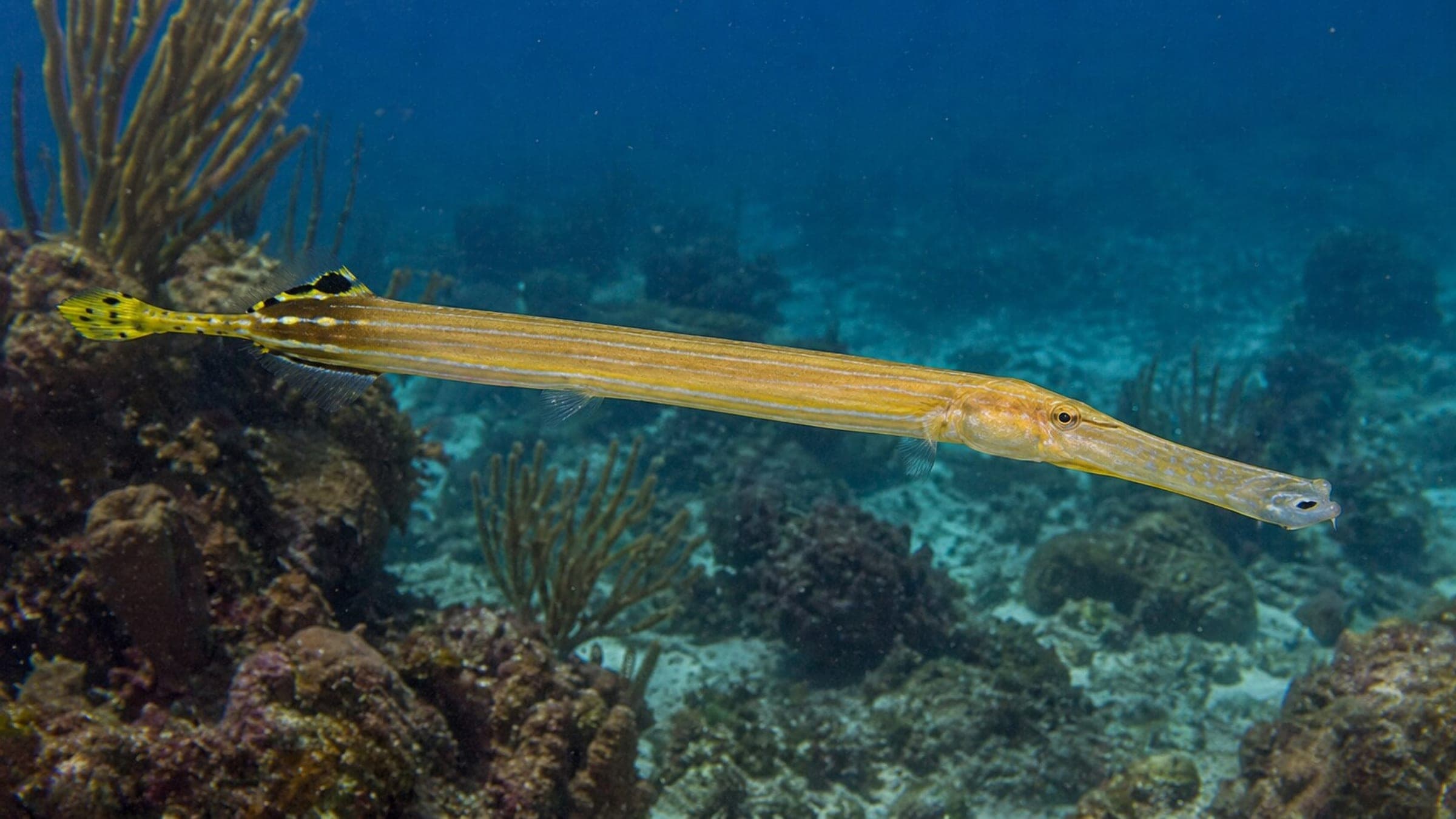 Photo of Trumpetfish