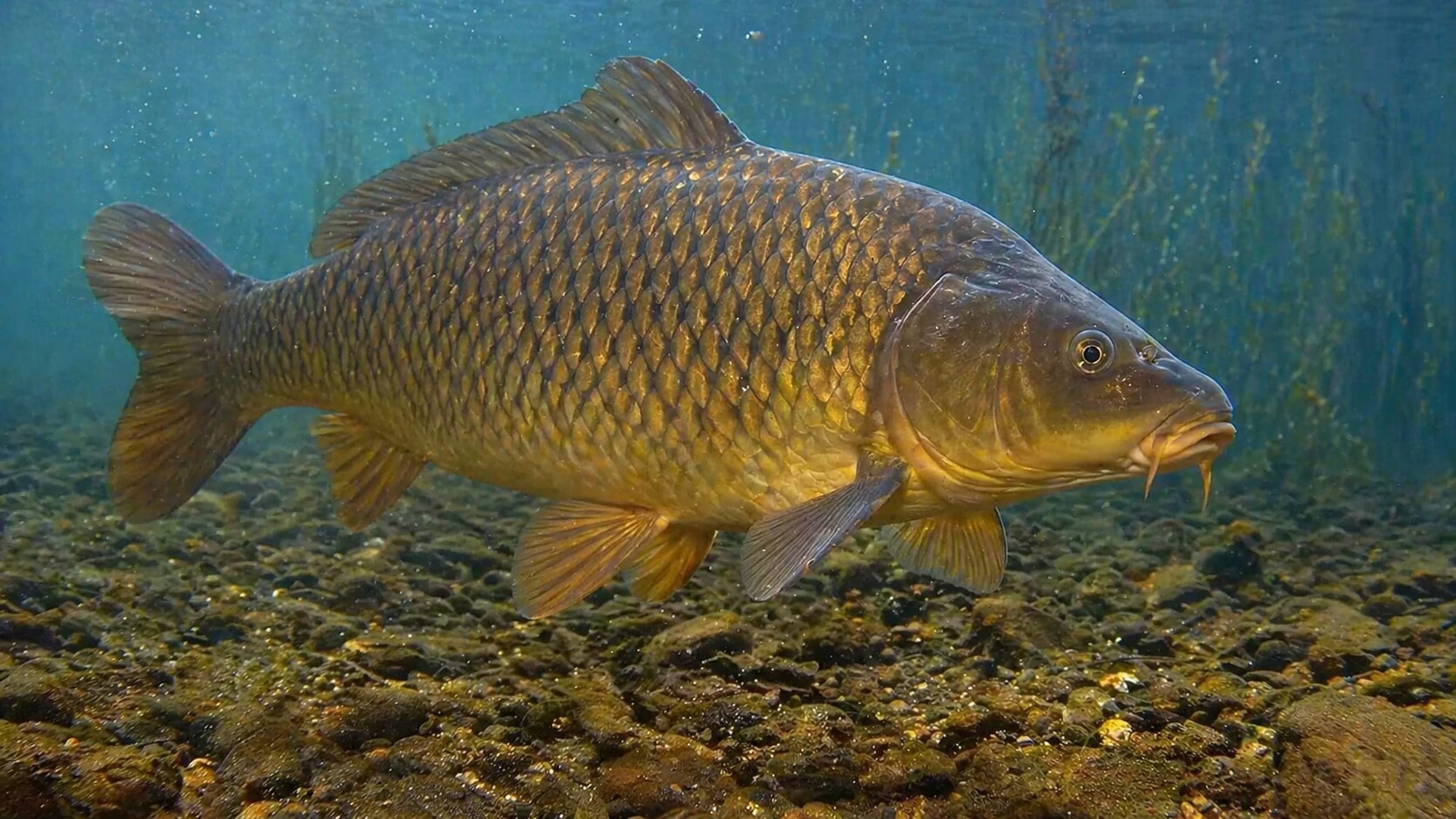 Photo of Carp