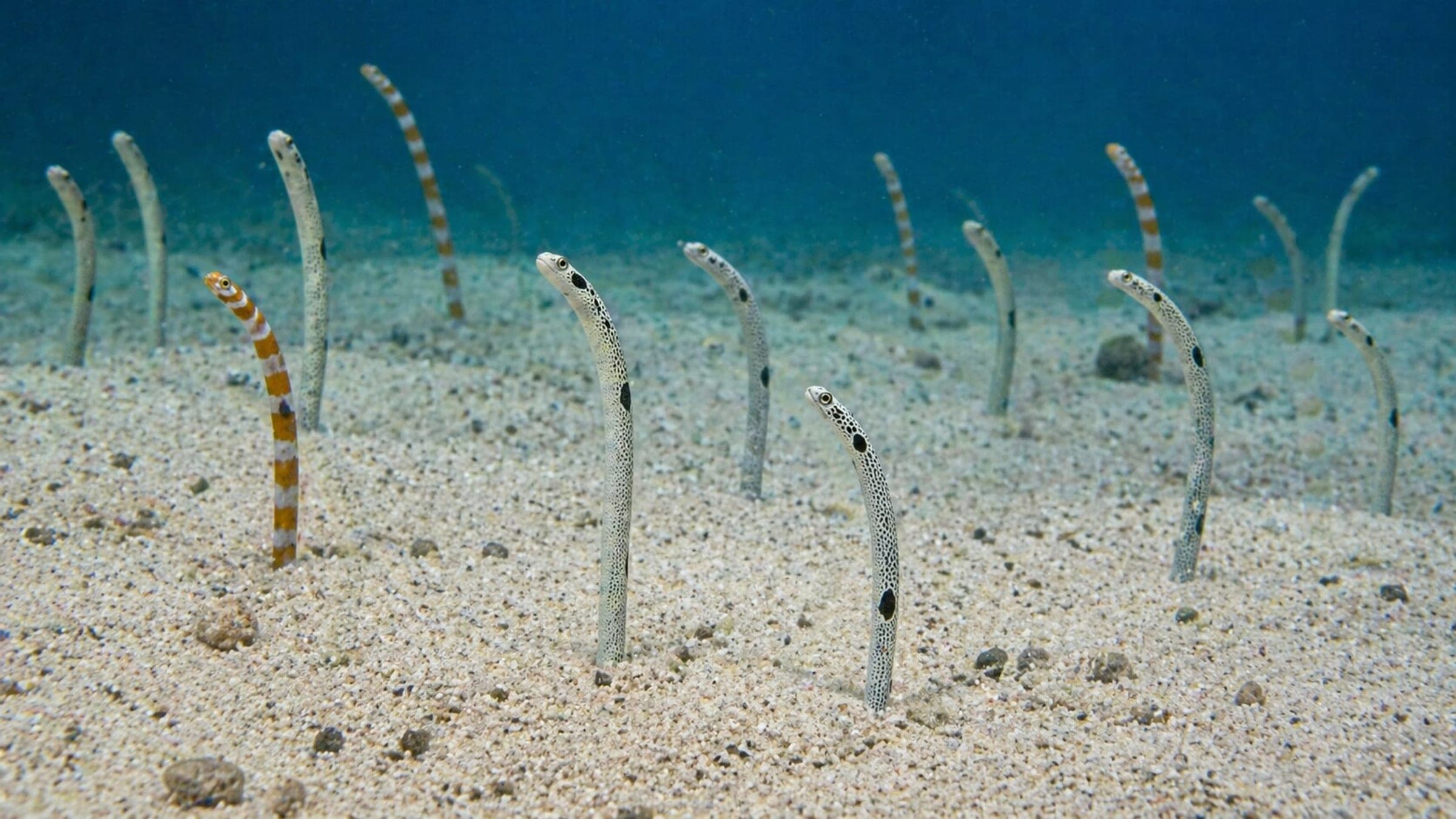 Photo of Sand Eel