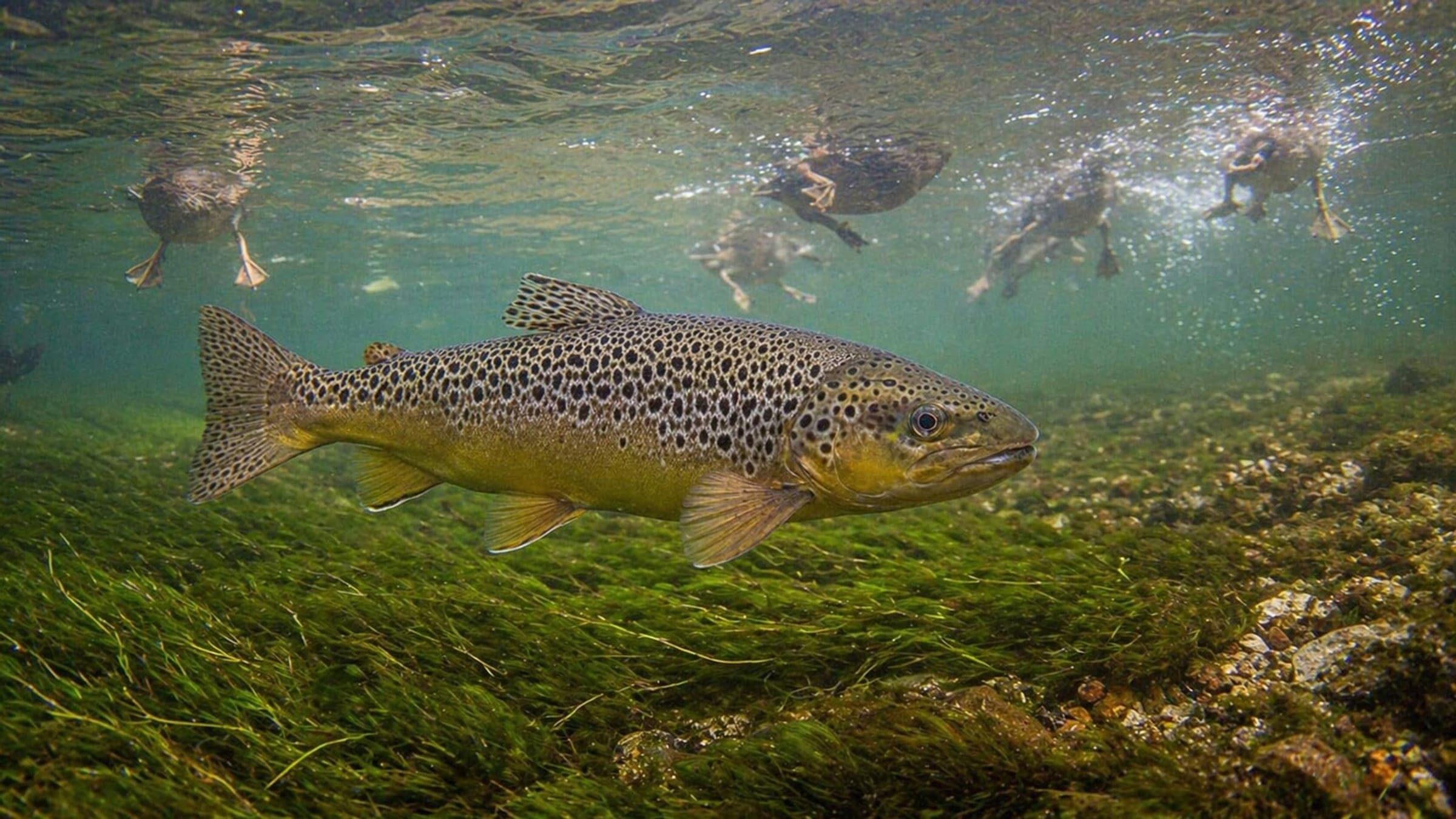 Photo of Trout