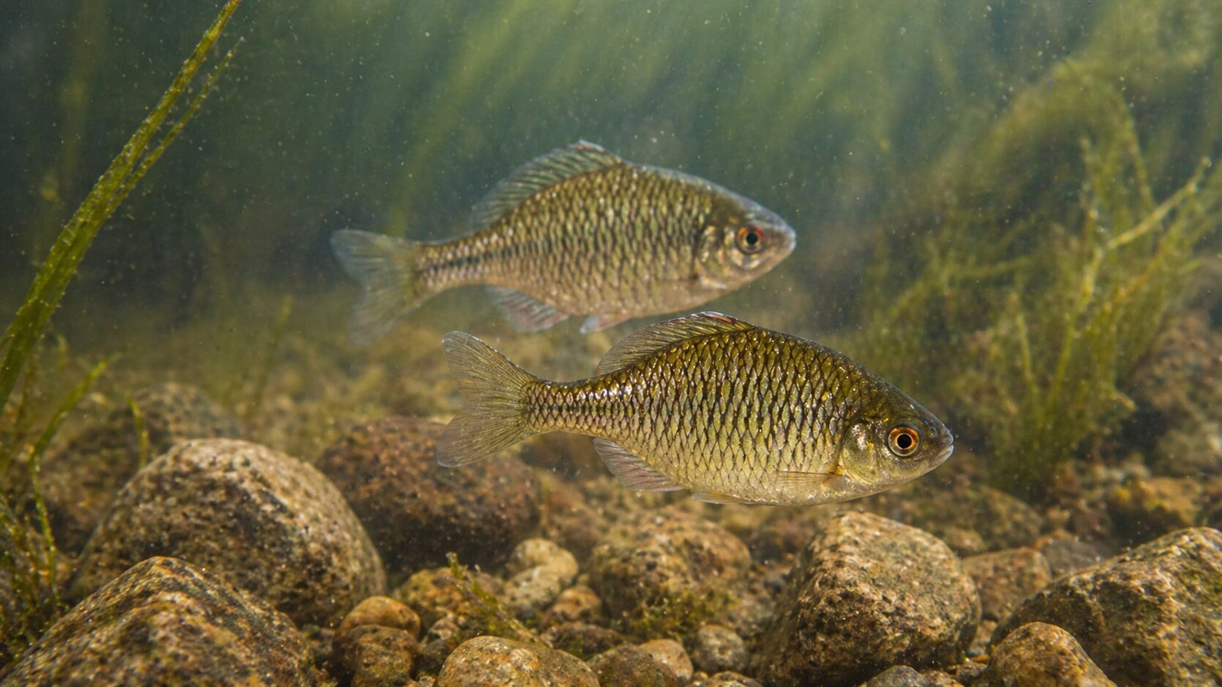 Photo of European bitterling