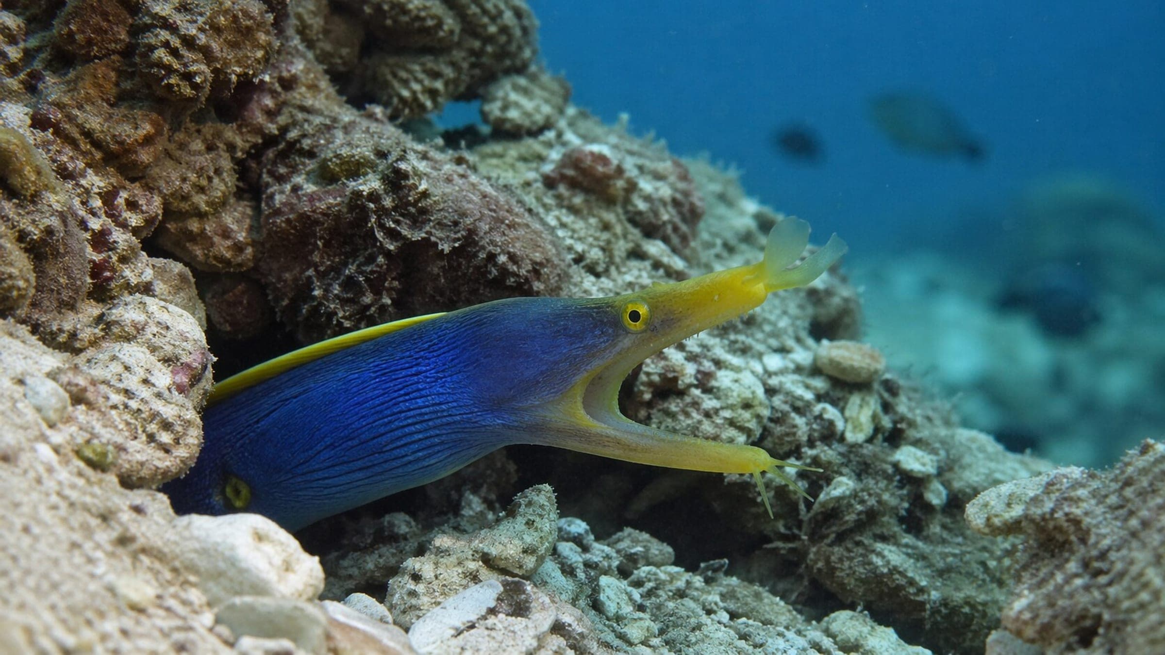 Photo of Ribbon Moray Eel (Ghost Eel)