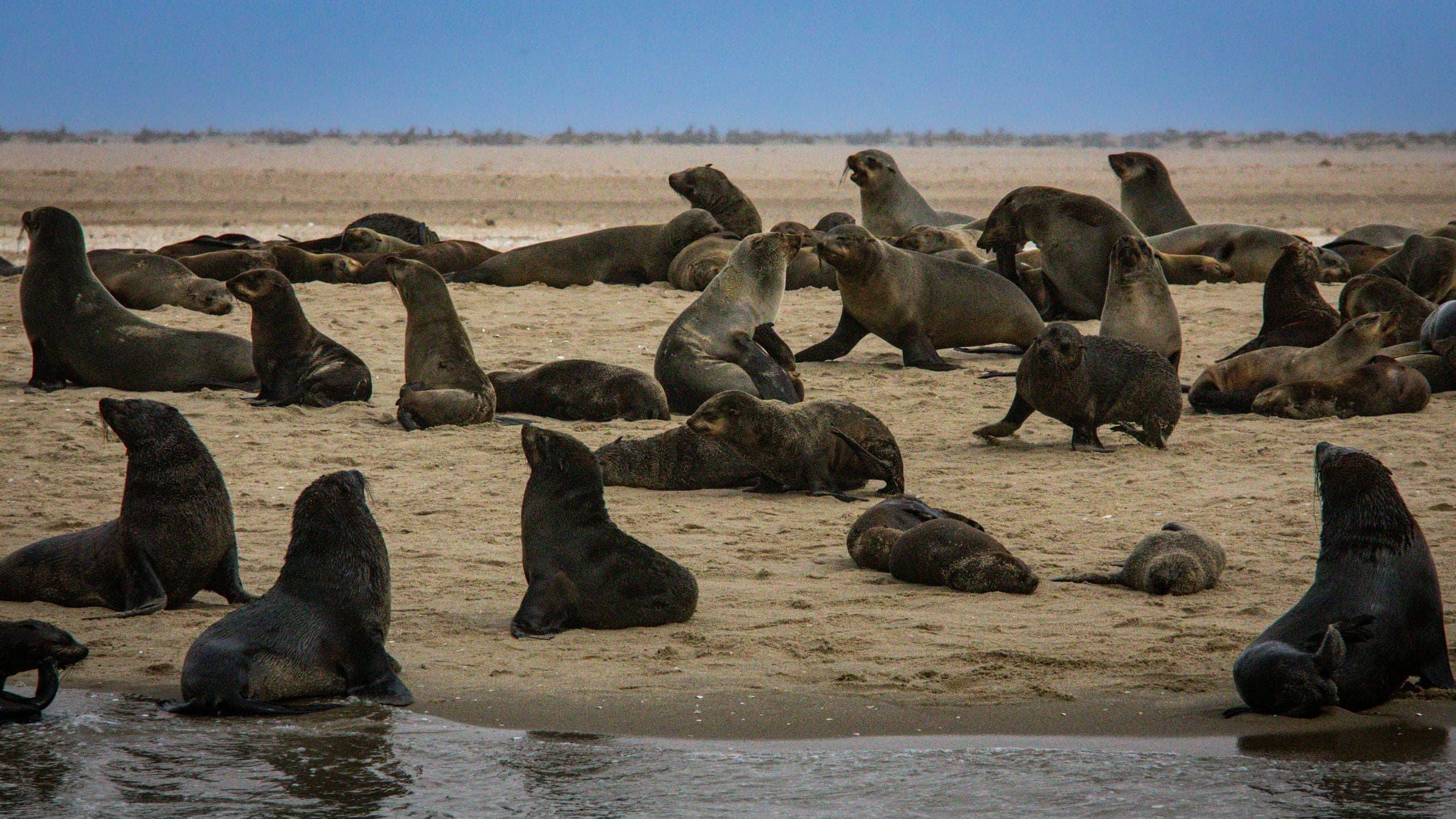 a large group of sea lions on the beach