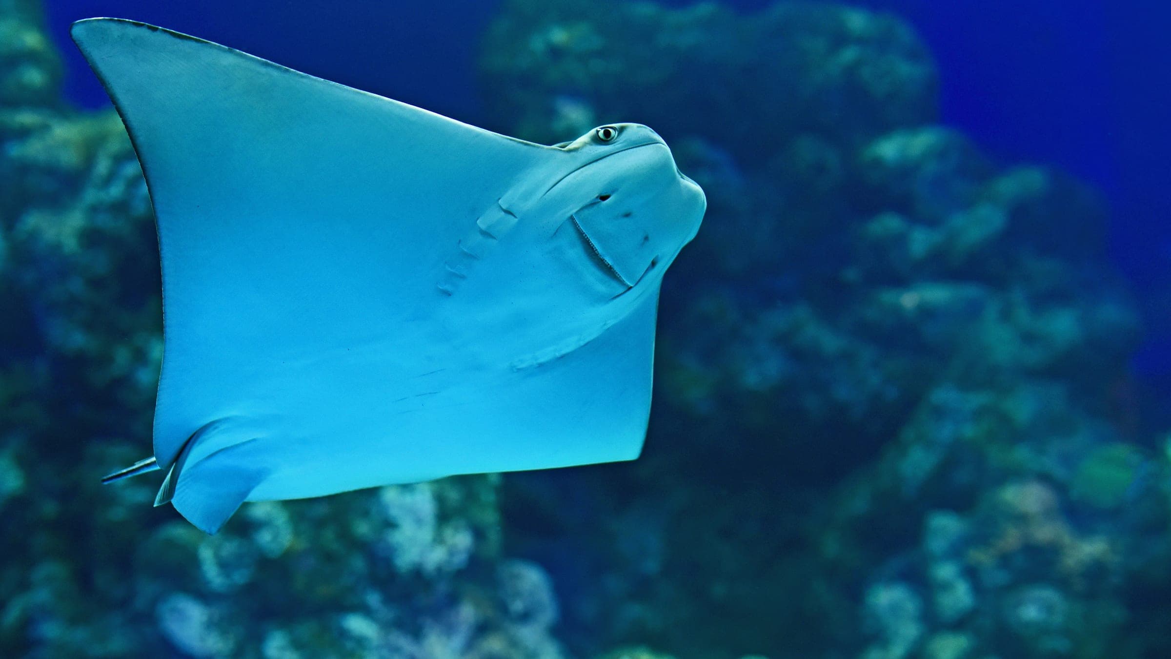 stingray near coral reef