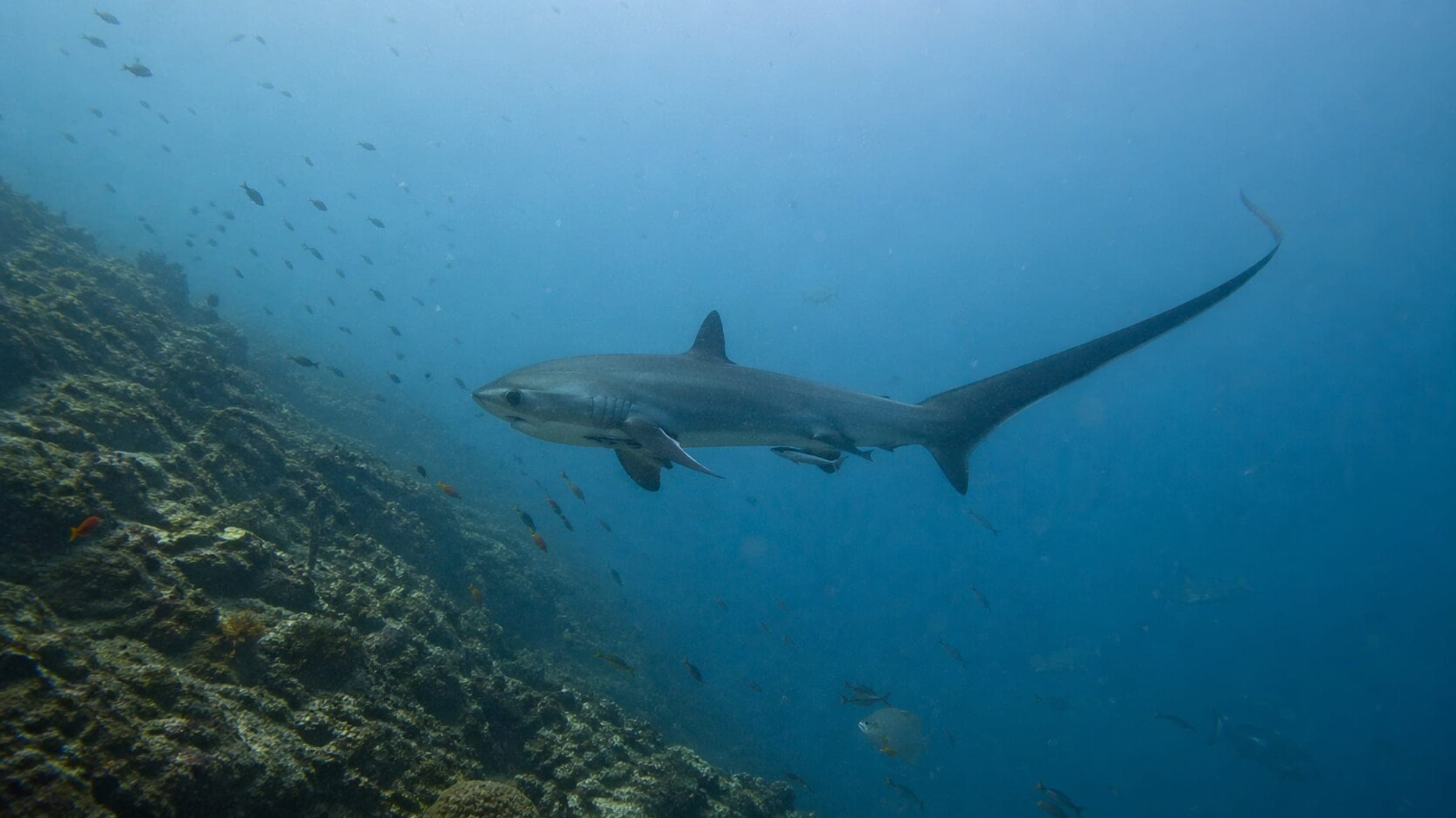 Photo of Thresher Shark