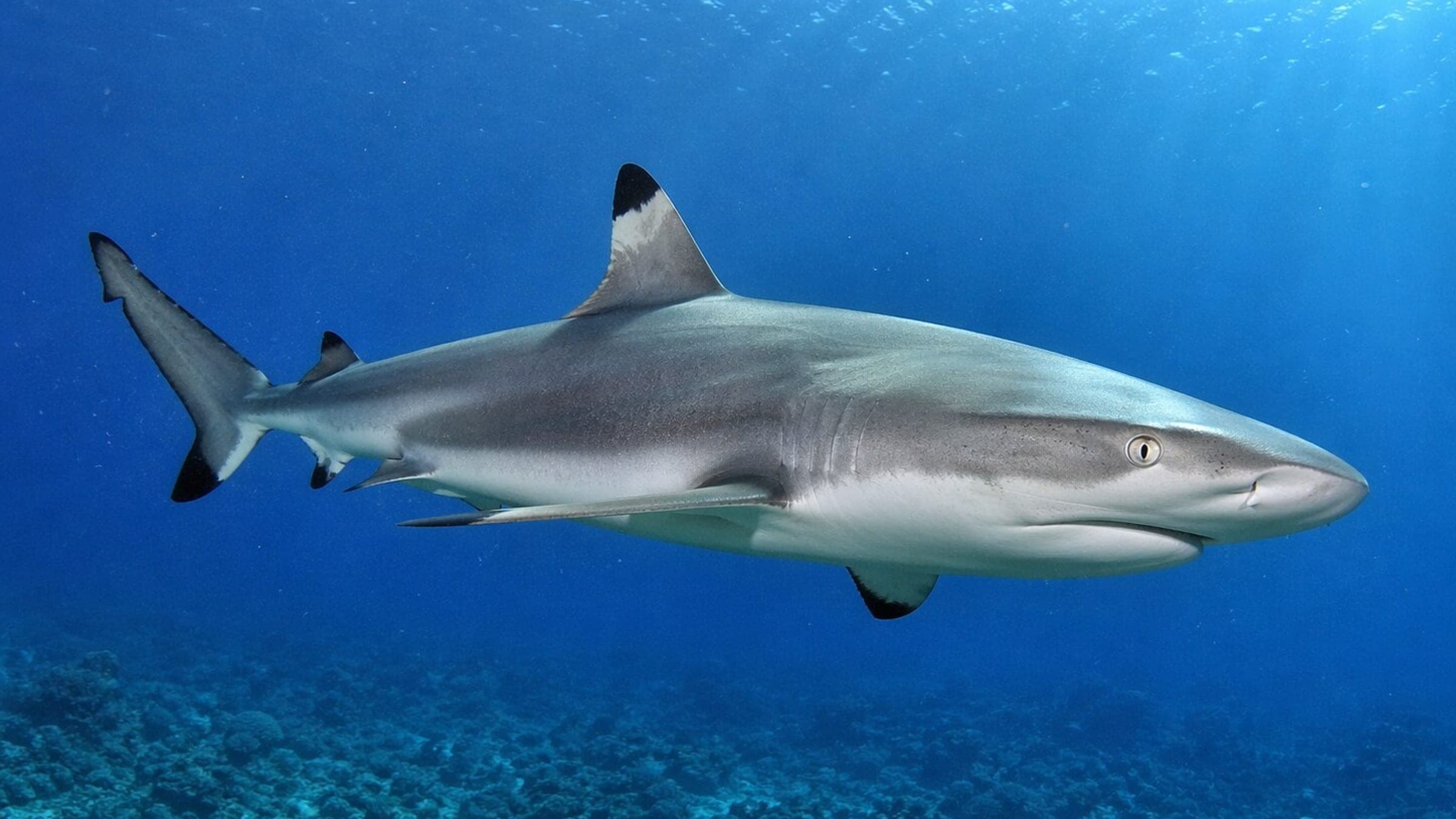 Photo of Oceanic Blacktip Shark