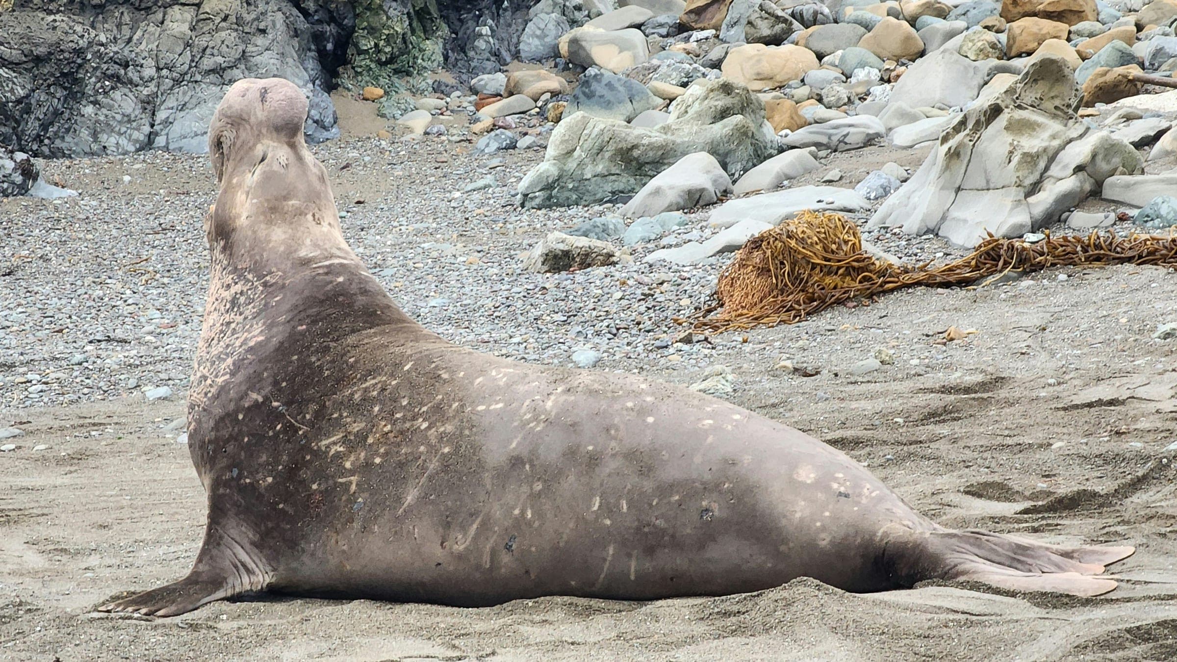 a gray seal sitting on top of a sandy beach