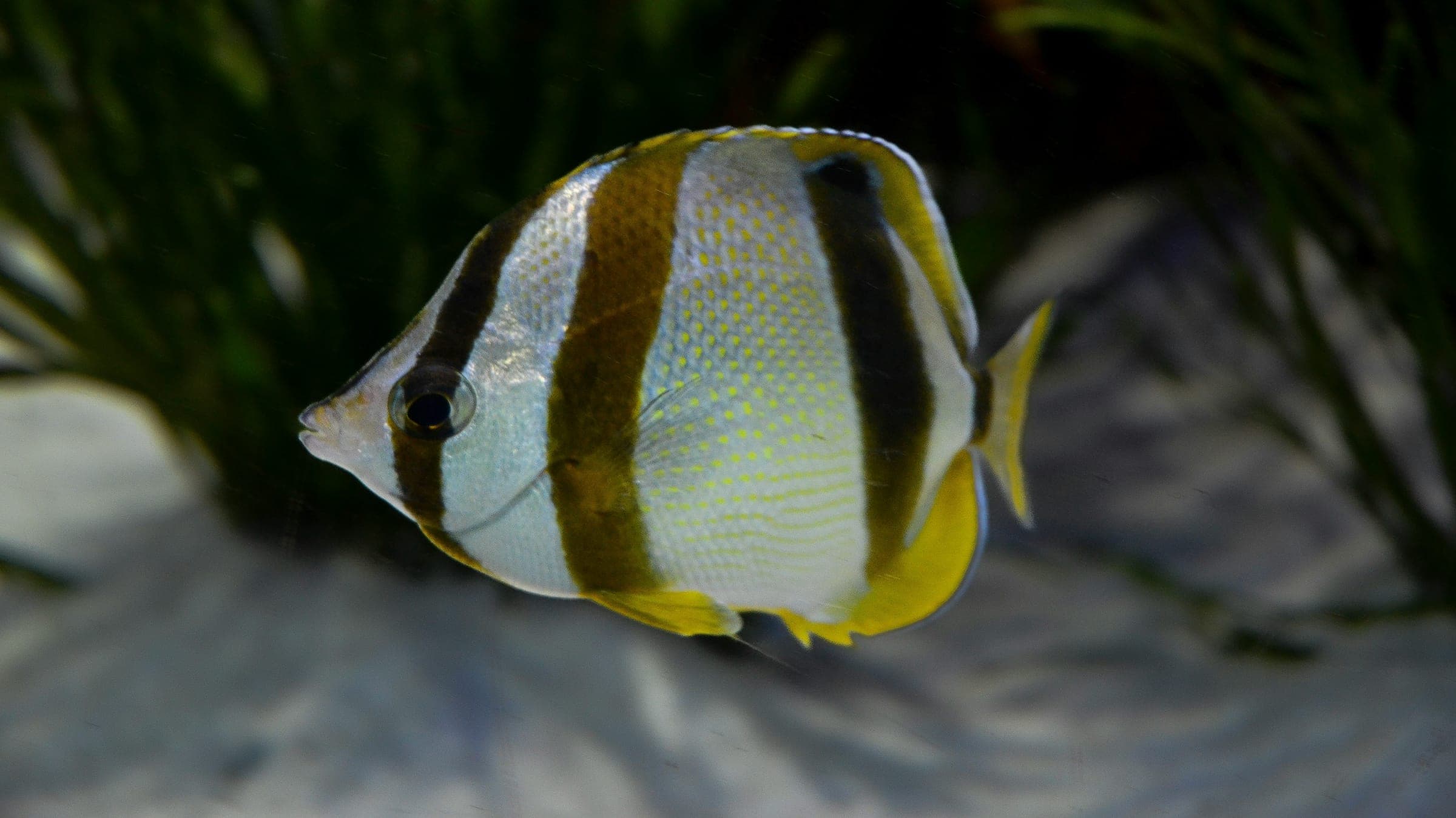 A fish that is sitting in the sand