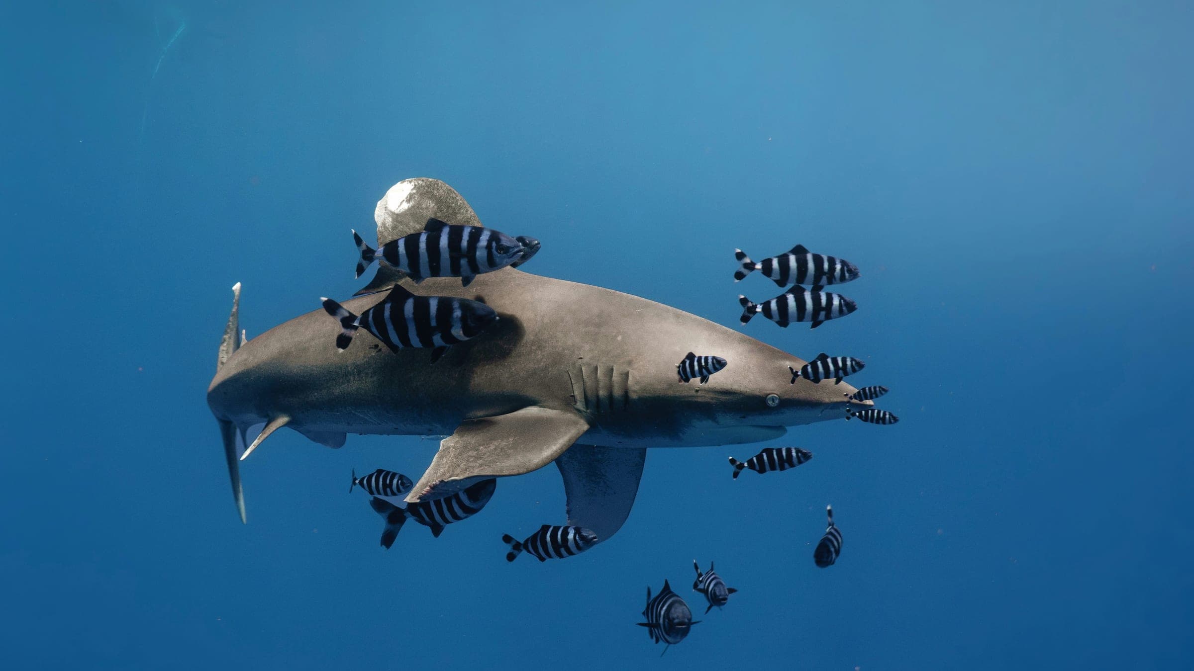 Shark swimming with striped fish underwater