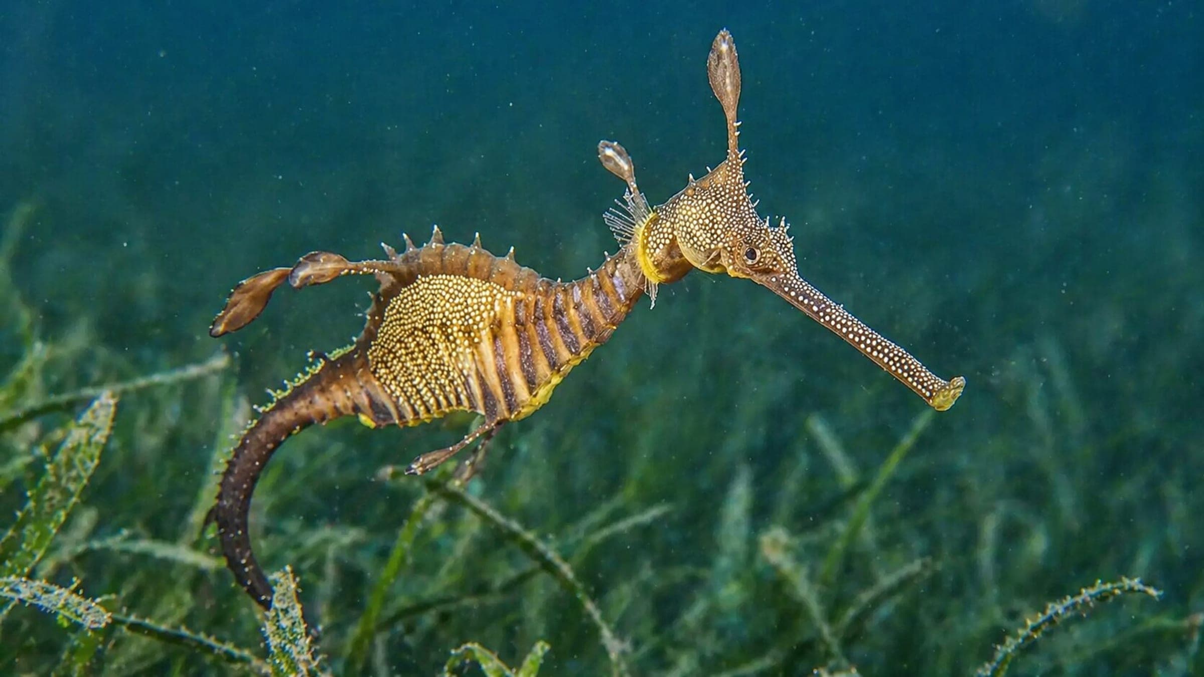 Photo of Weedy Seadragon