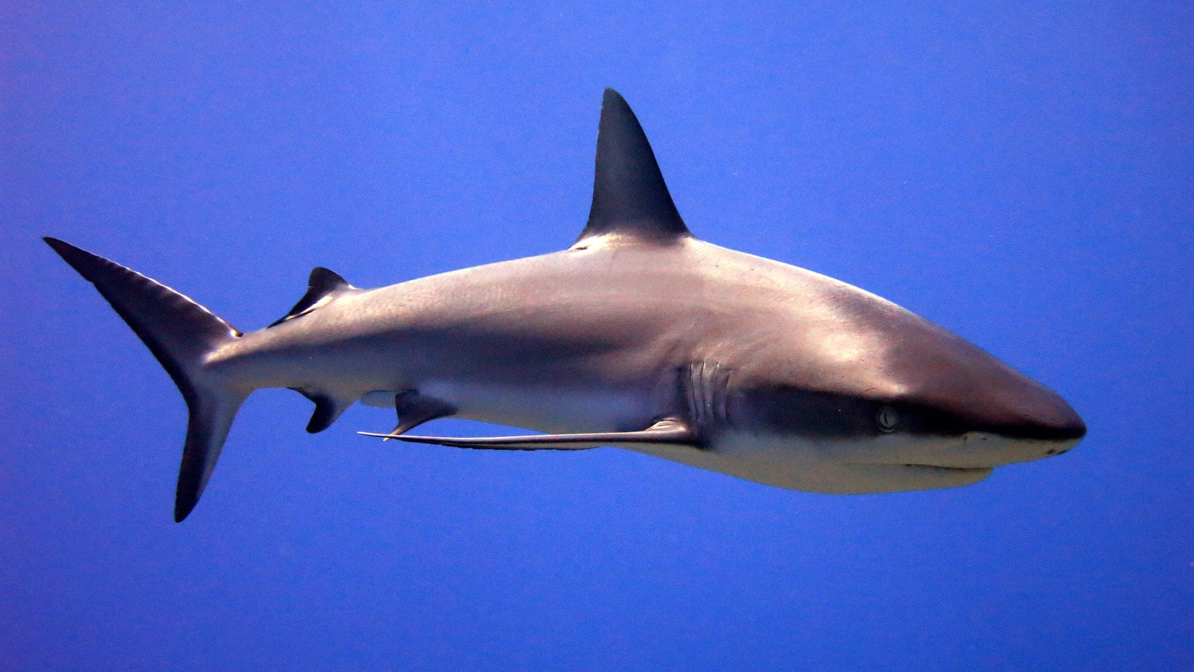 Grey reef shark (Carcharhinus amblyrhynchos) Image ID: corl0207, NOAA's Coral Kingdom Collection Location: Pacific Remote Islands, Kingman Reef Photo Date: 2015 Photographer: Kevin Lino NOAA/NMFS/PIFSC/ESD