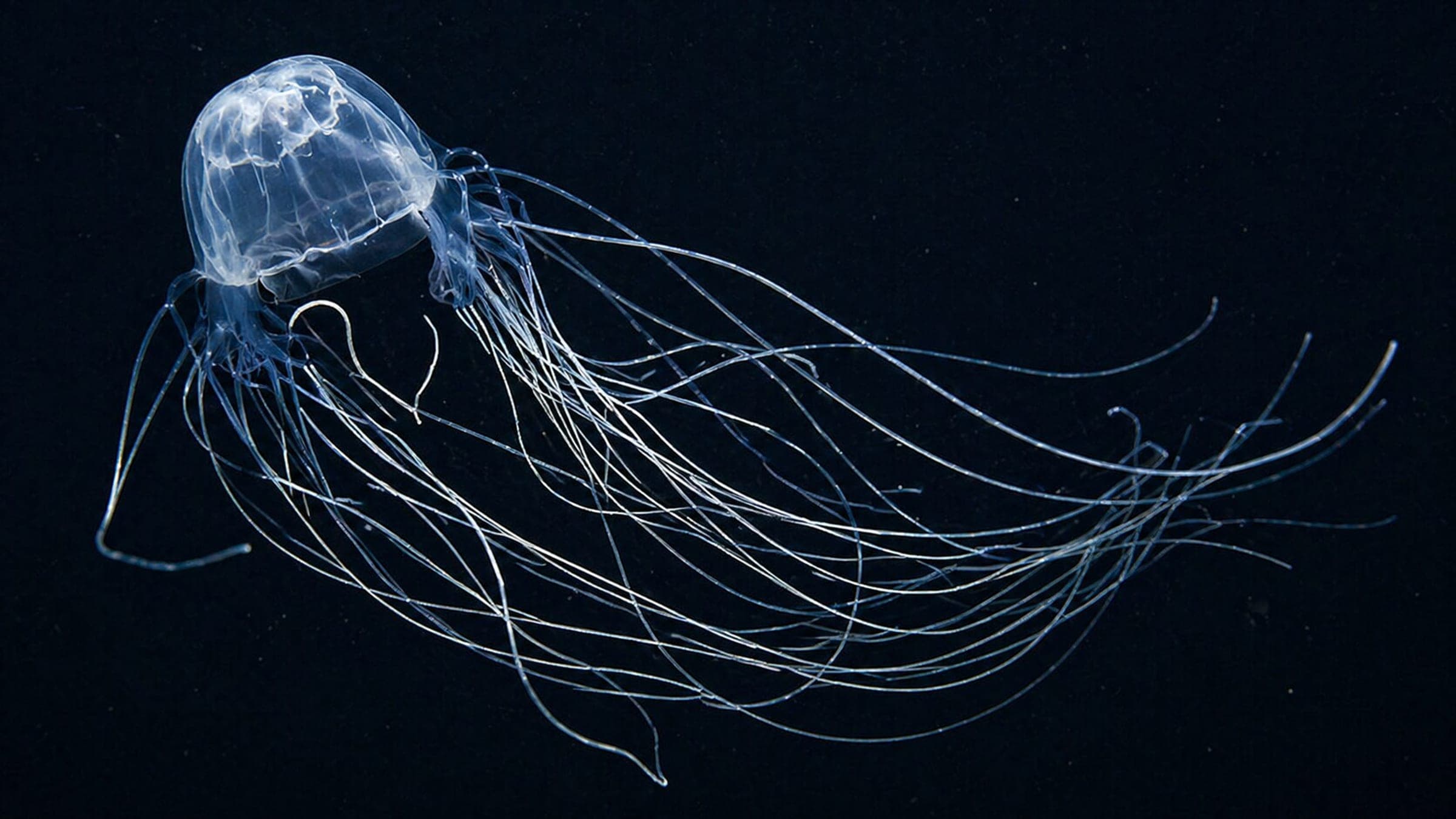 Photo of Sea Wasp