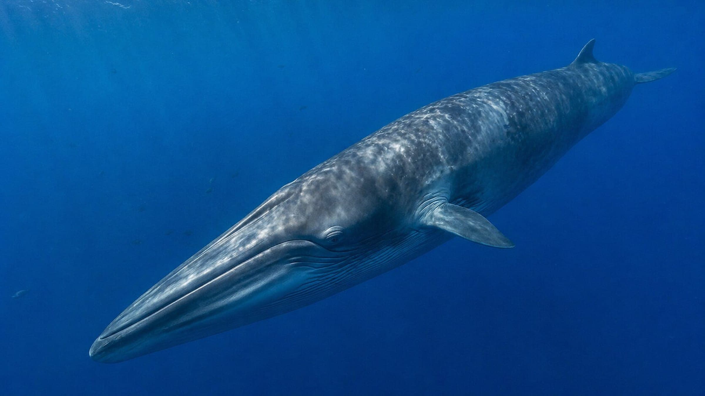 Photo of Bryde’s Whale