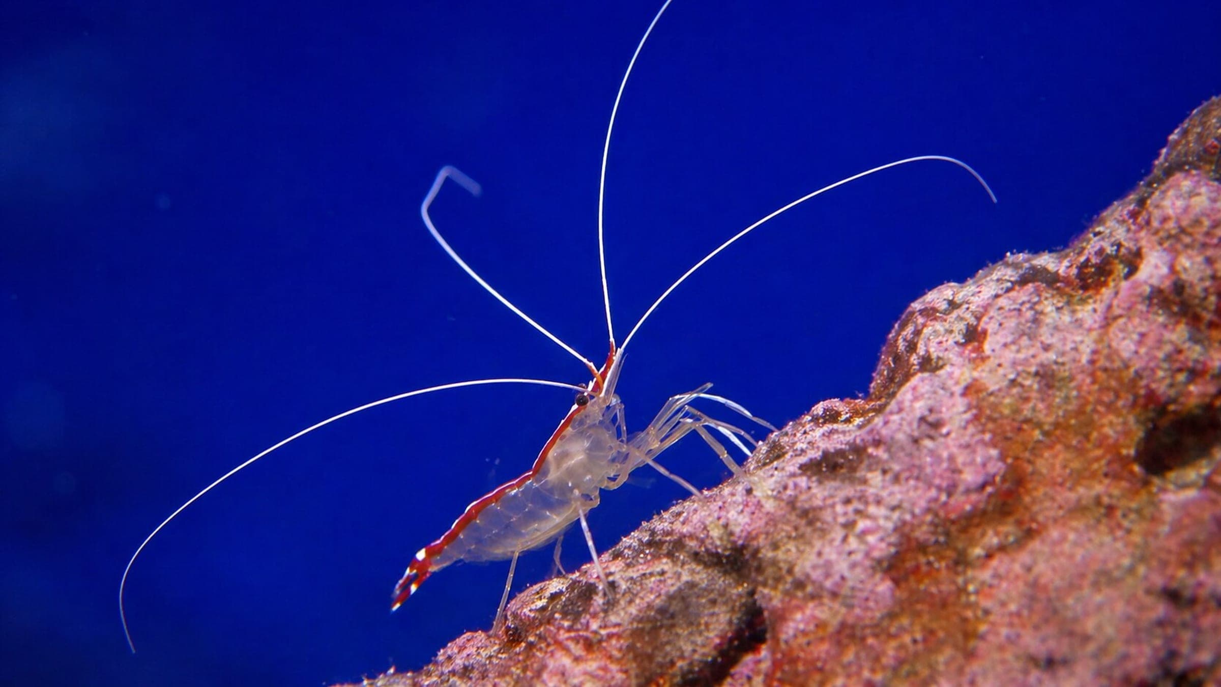 Photo of Shrimp