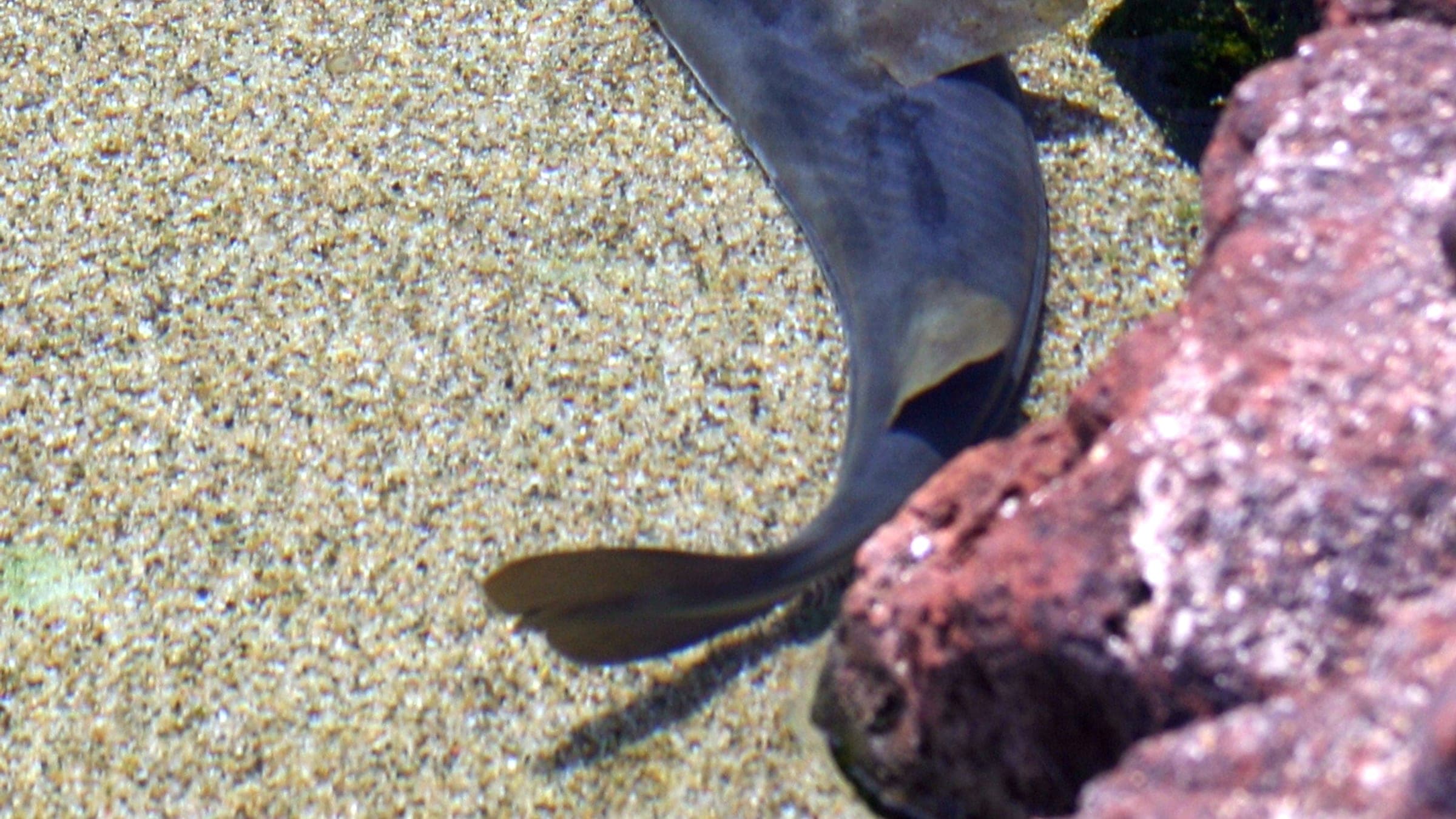Shovelnose guitarfish