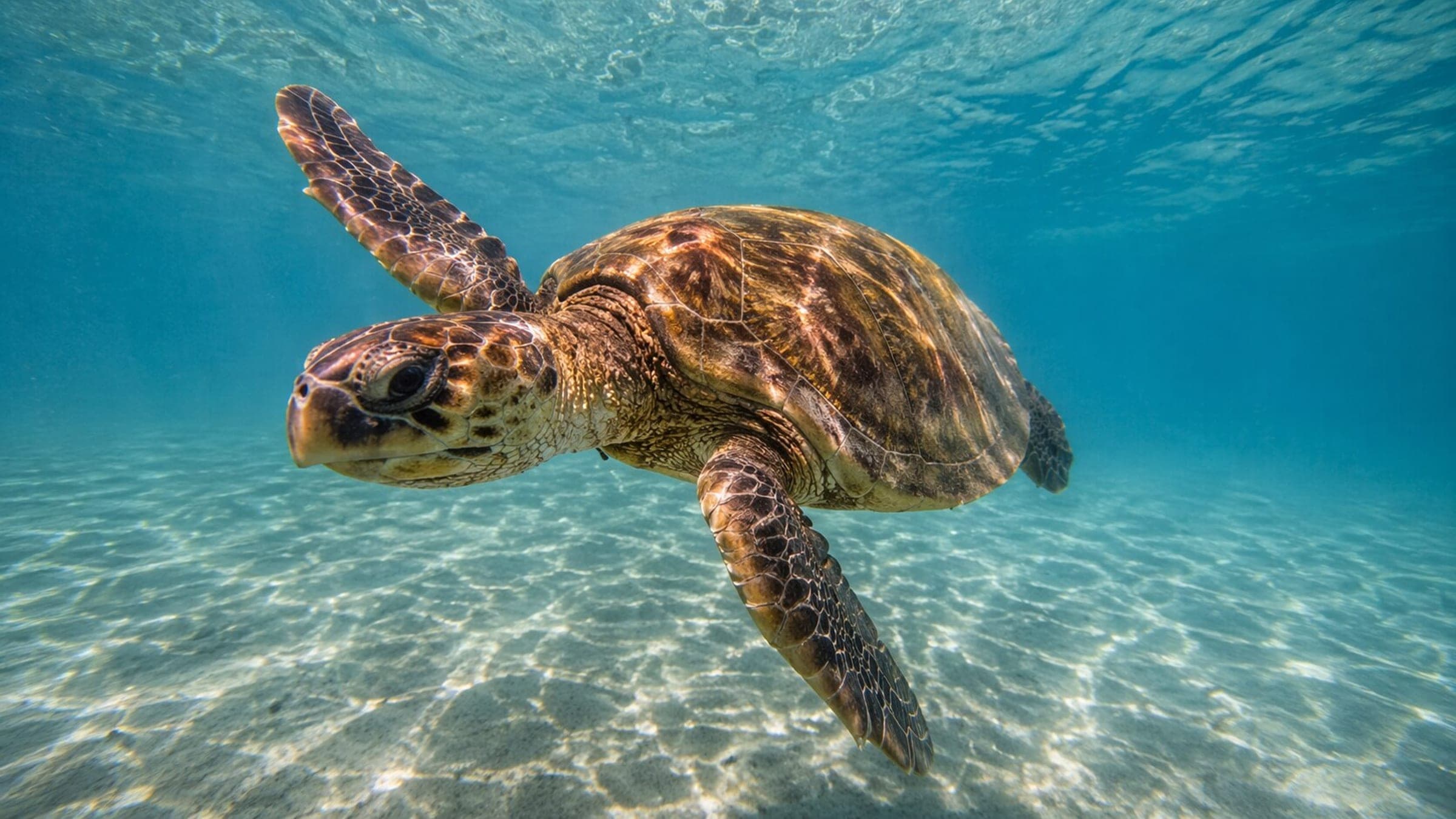 Photo of Loggerhead Turtle