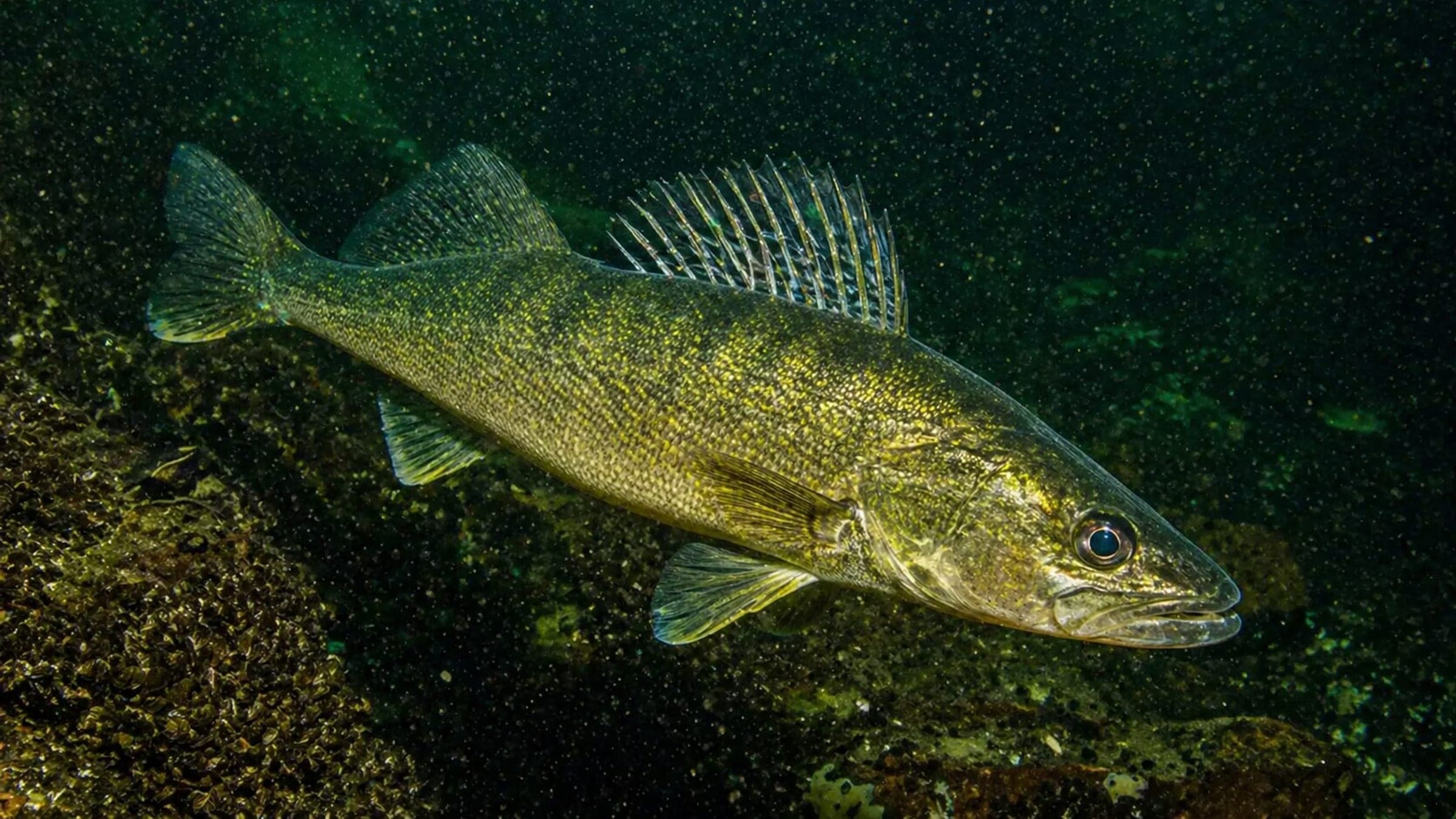 Photo of Walleye