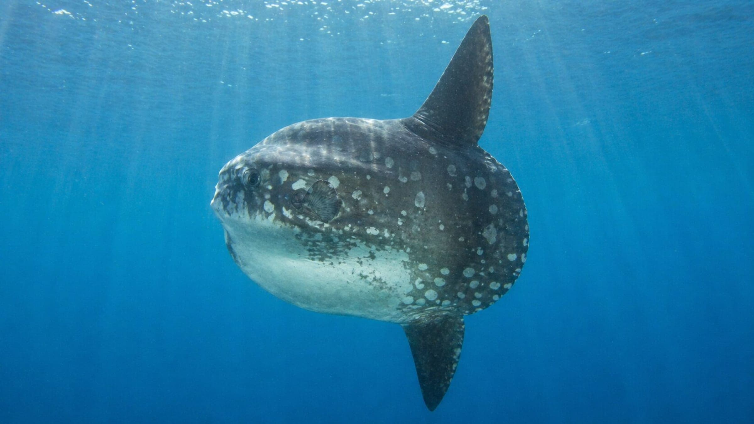 Photo of Ocean Sunfish