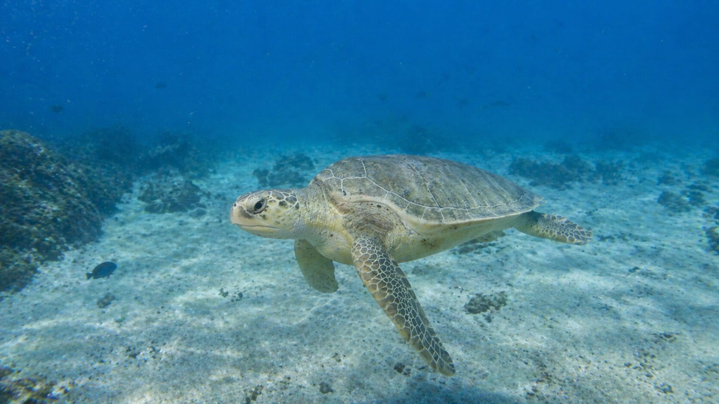 Photo of Olive Ridley Turtle