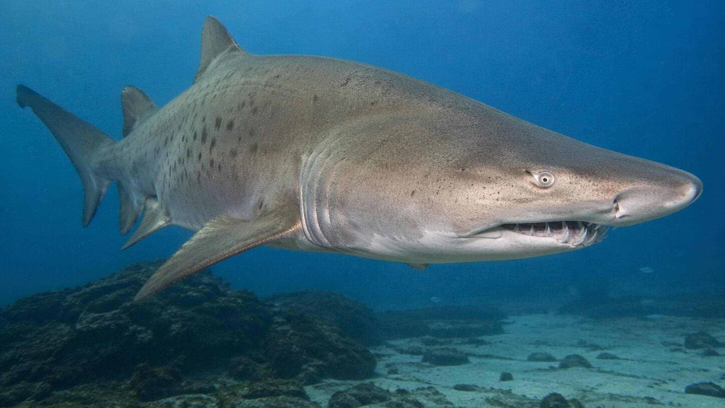 Photo of Sand Tiger Shark