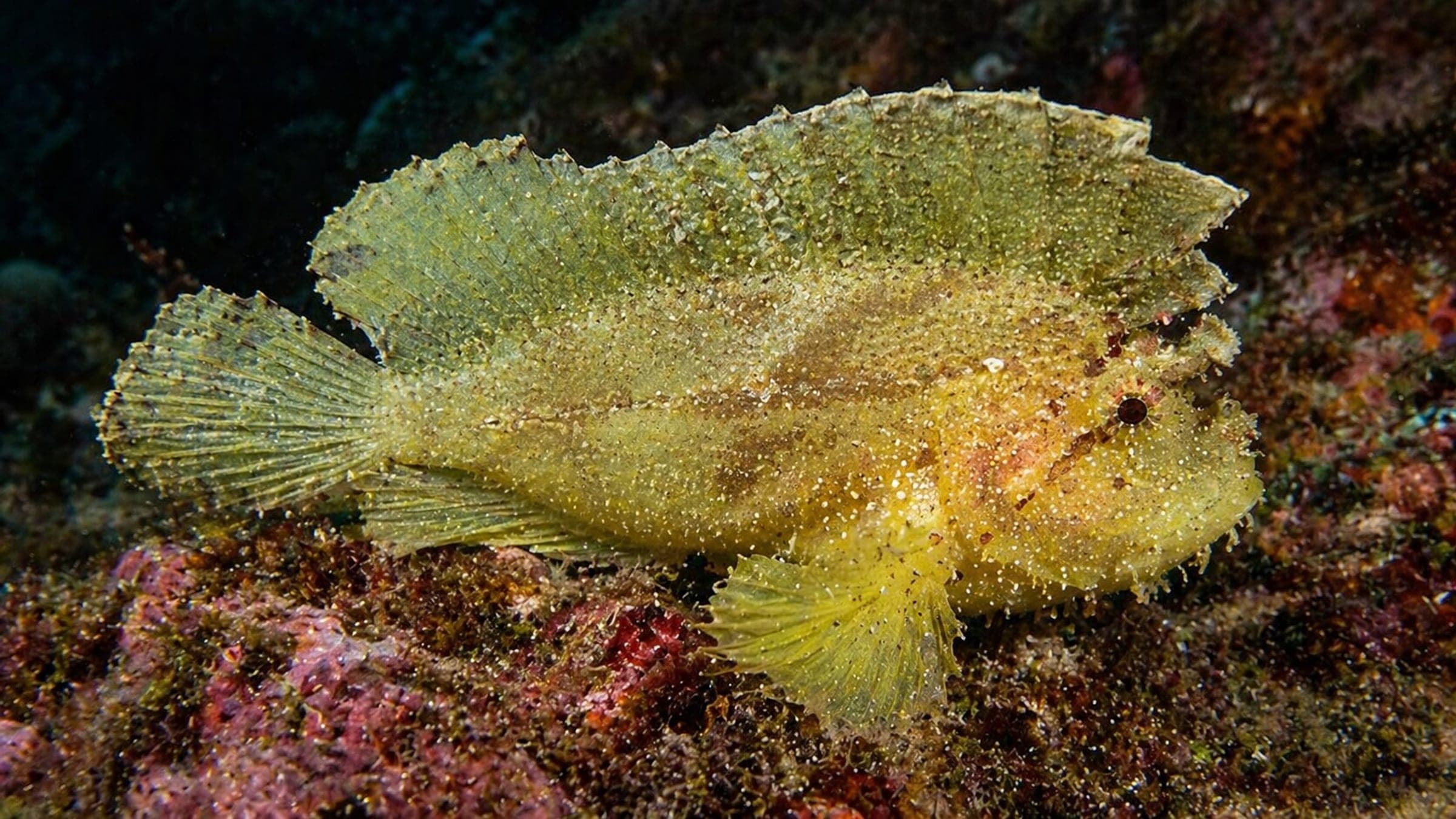 Photo of Leaf Scorpionfish