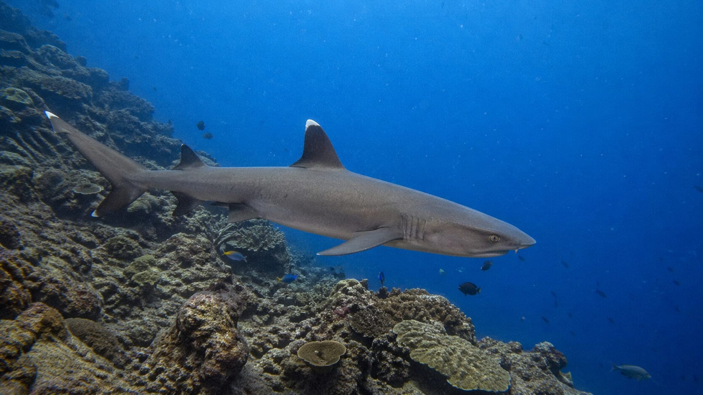 Photo of Whitetip Reef Shark