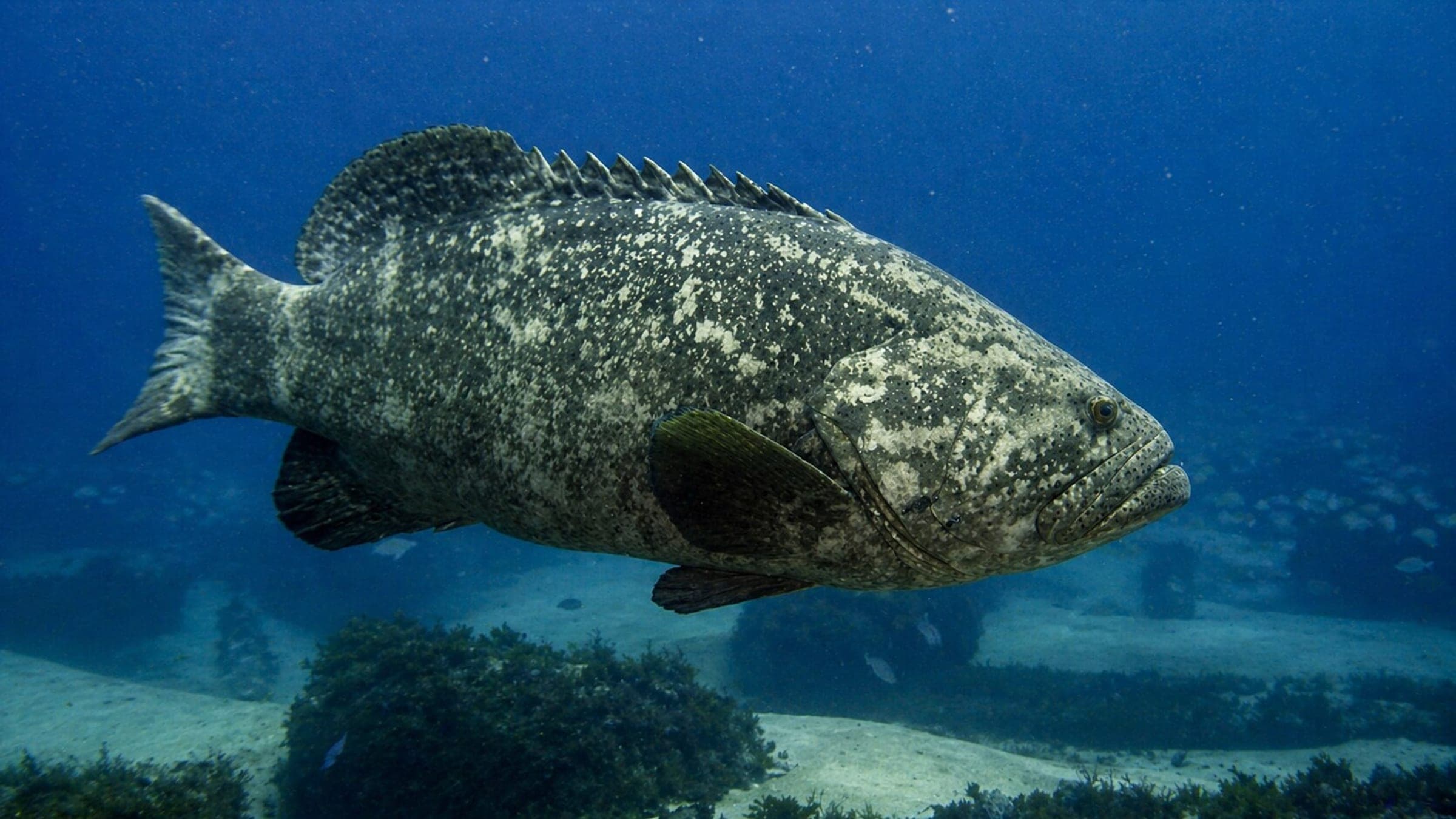 Photo of Grouper/Basslets