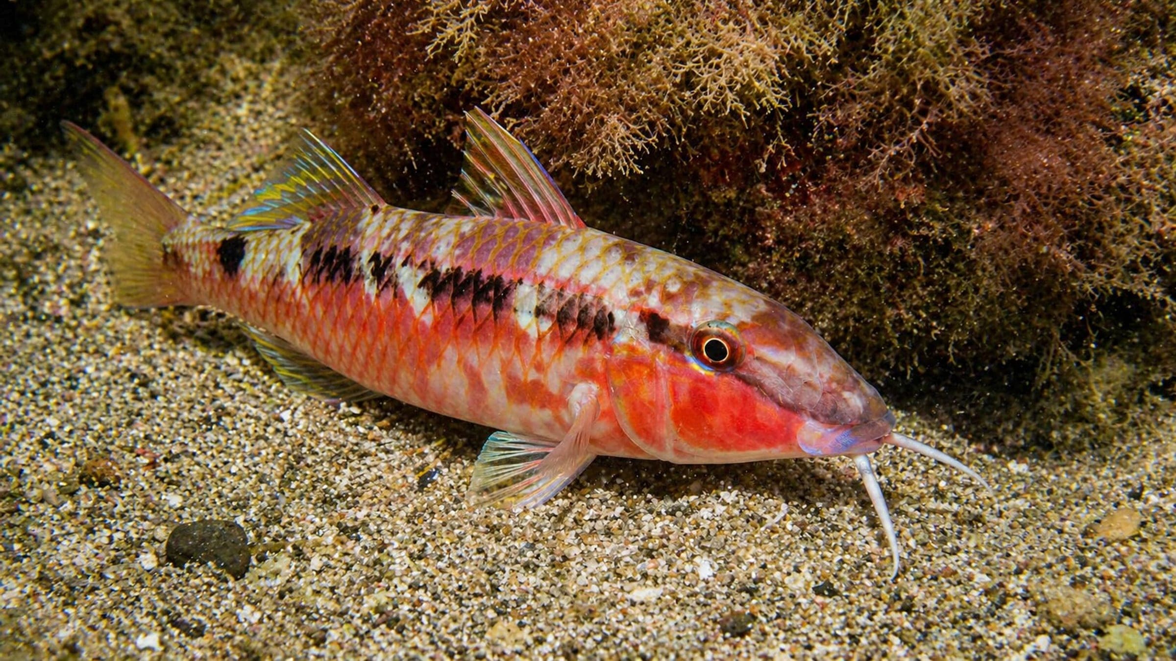 Photo of Goatfish