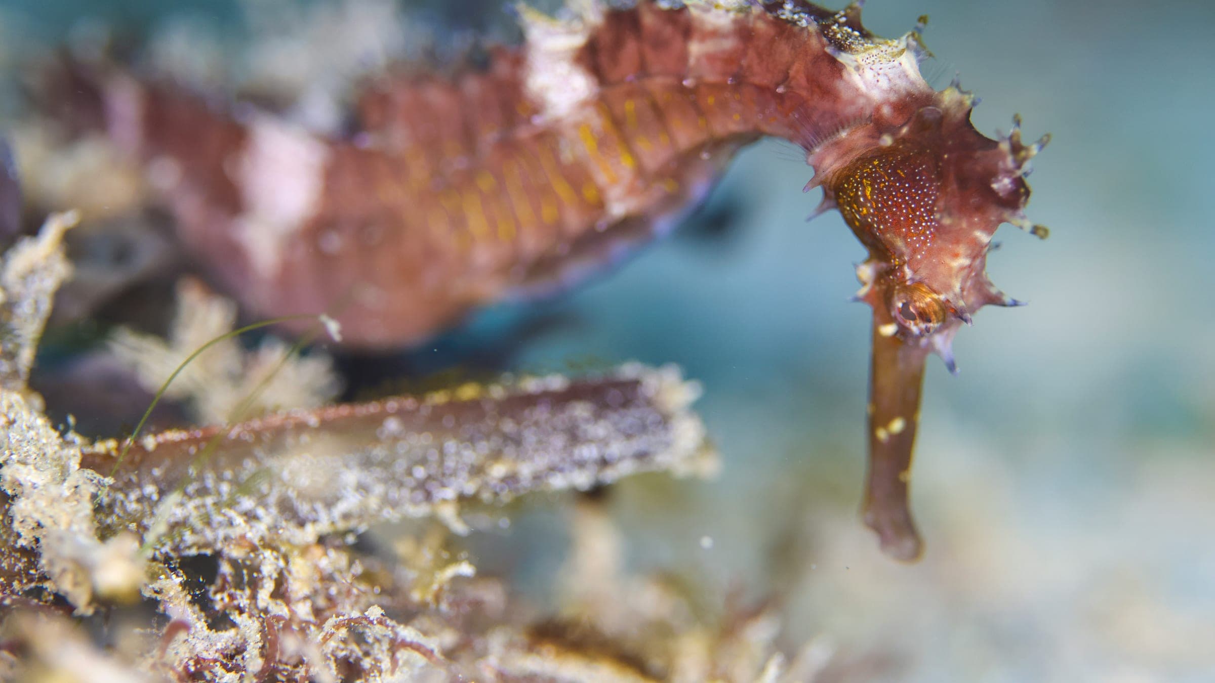 A brown seahorse swims near coral.