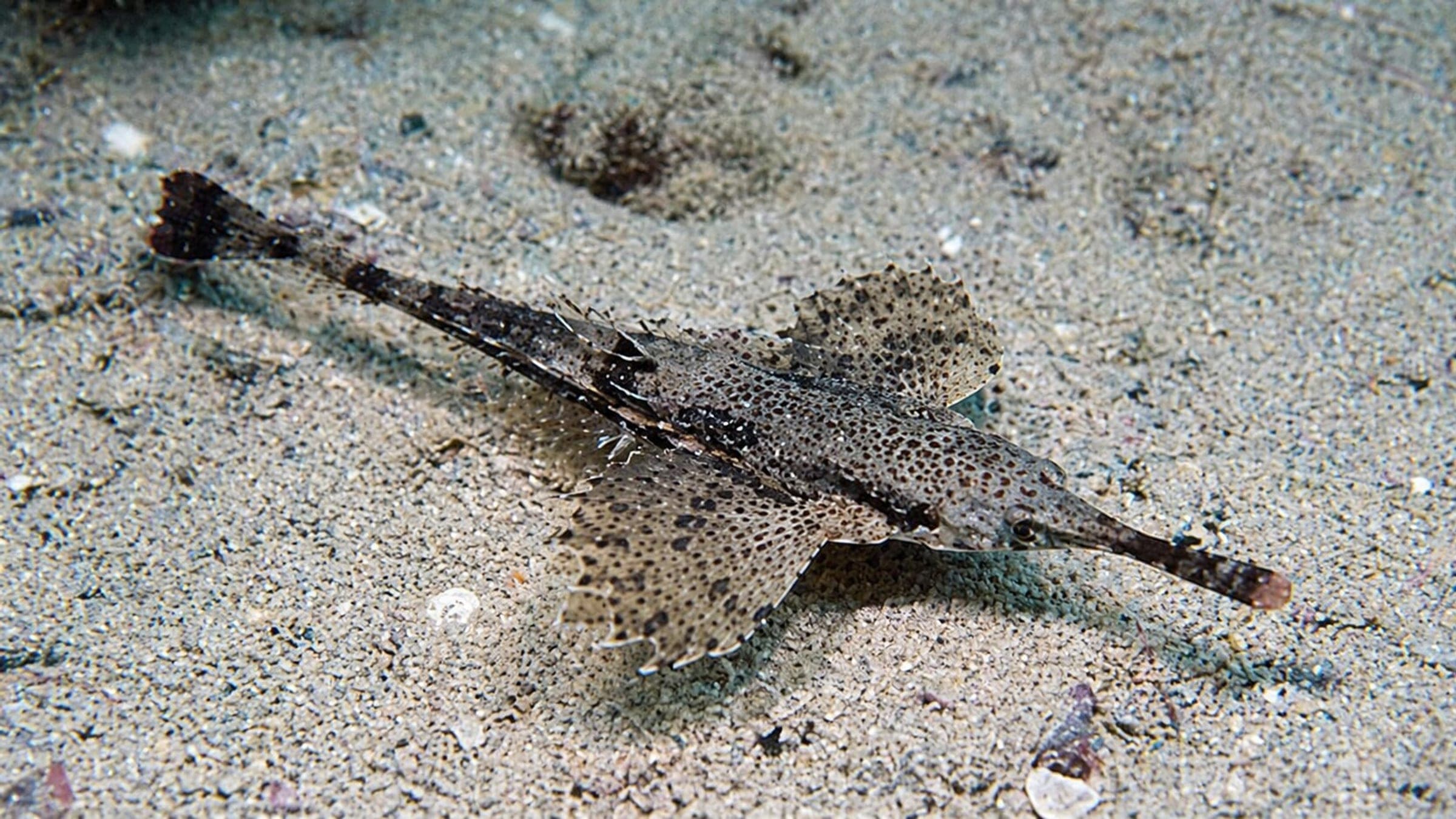 Photo of Seamoth