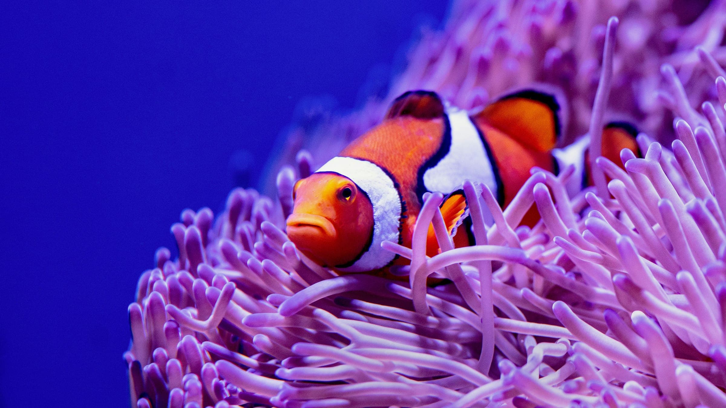 orange and white clown fish