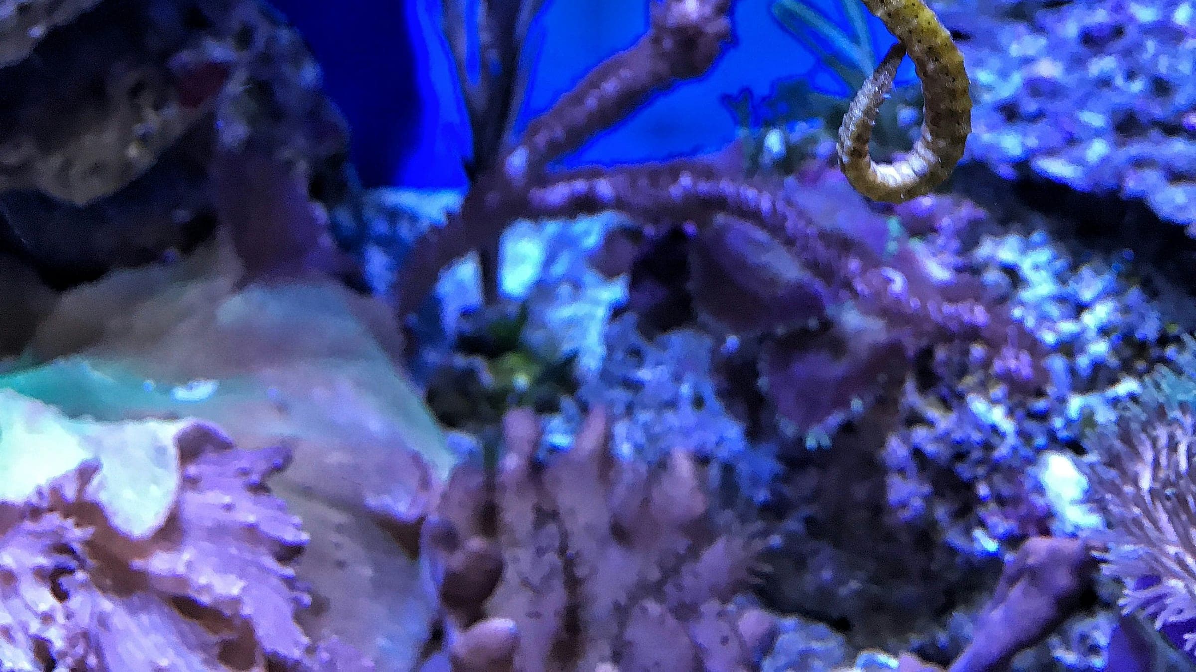 closeup photography of yellow seahorse