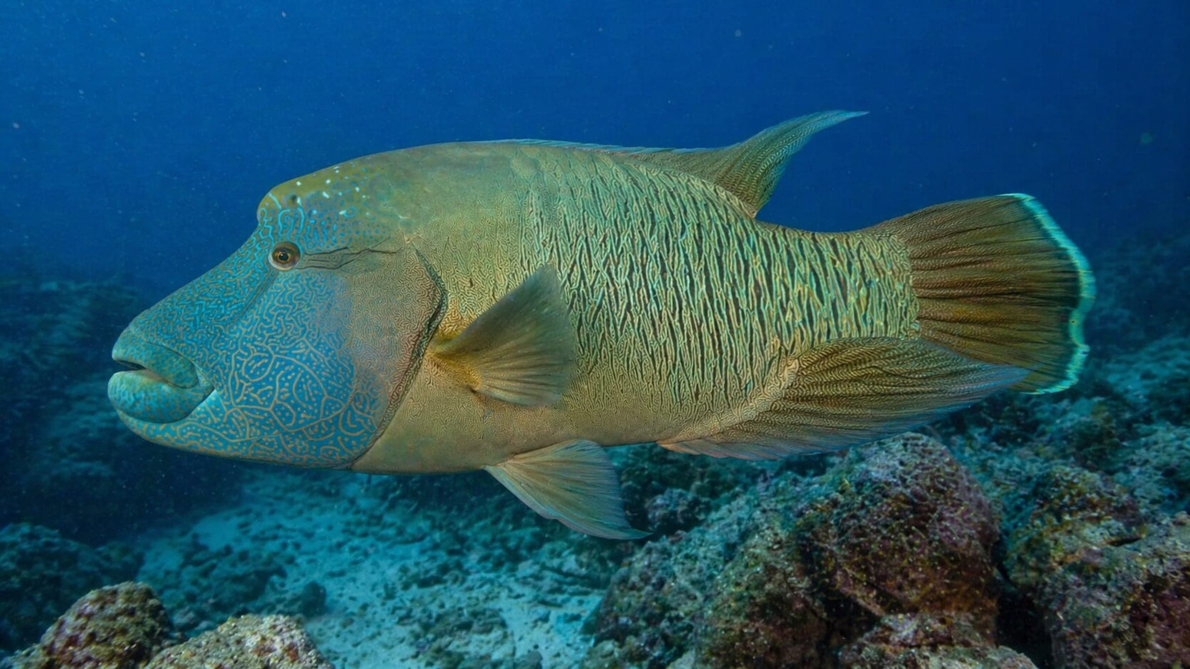Photo of Wrasse