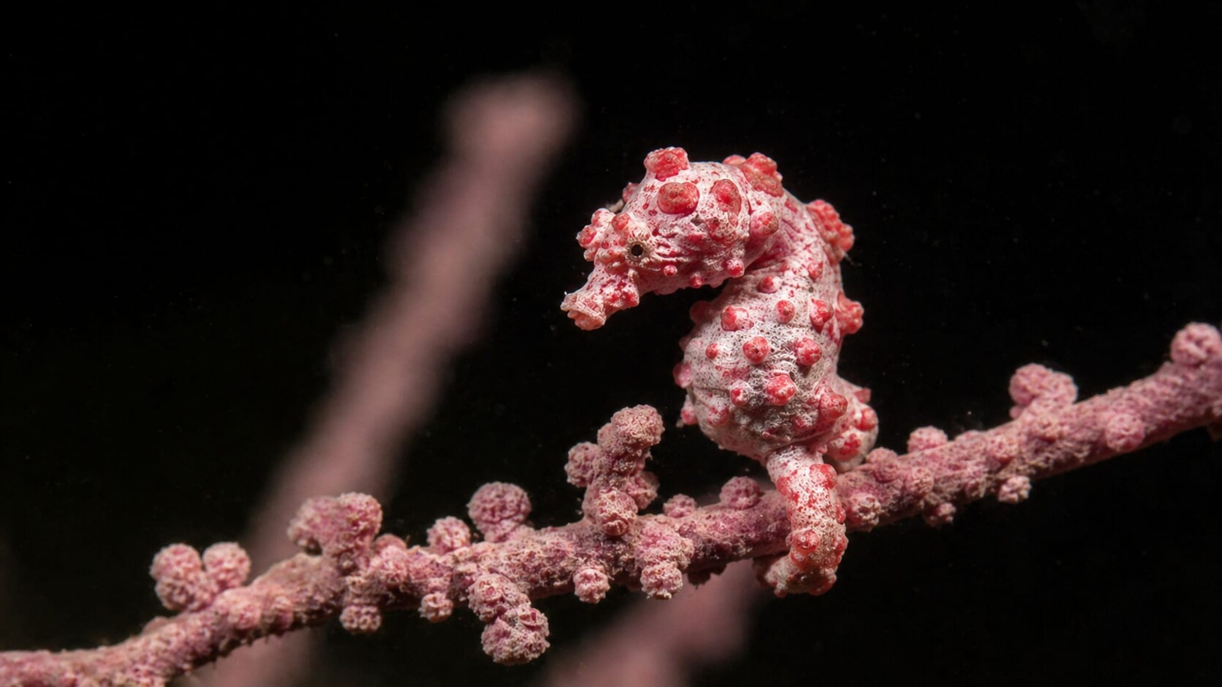 Photo of Pygmy Seahorse
