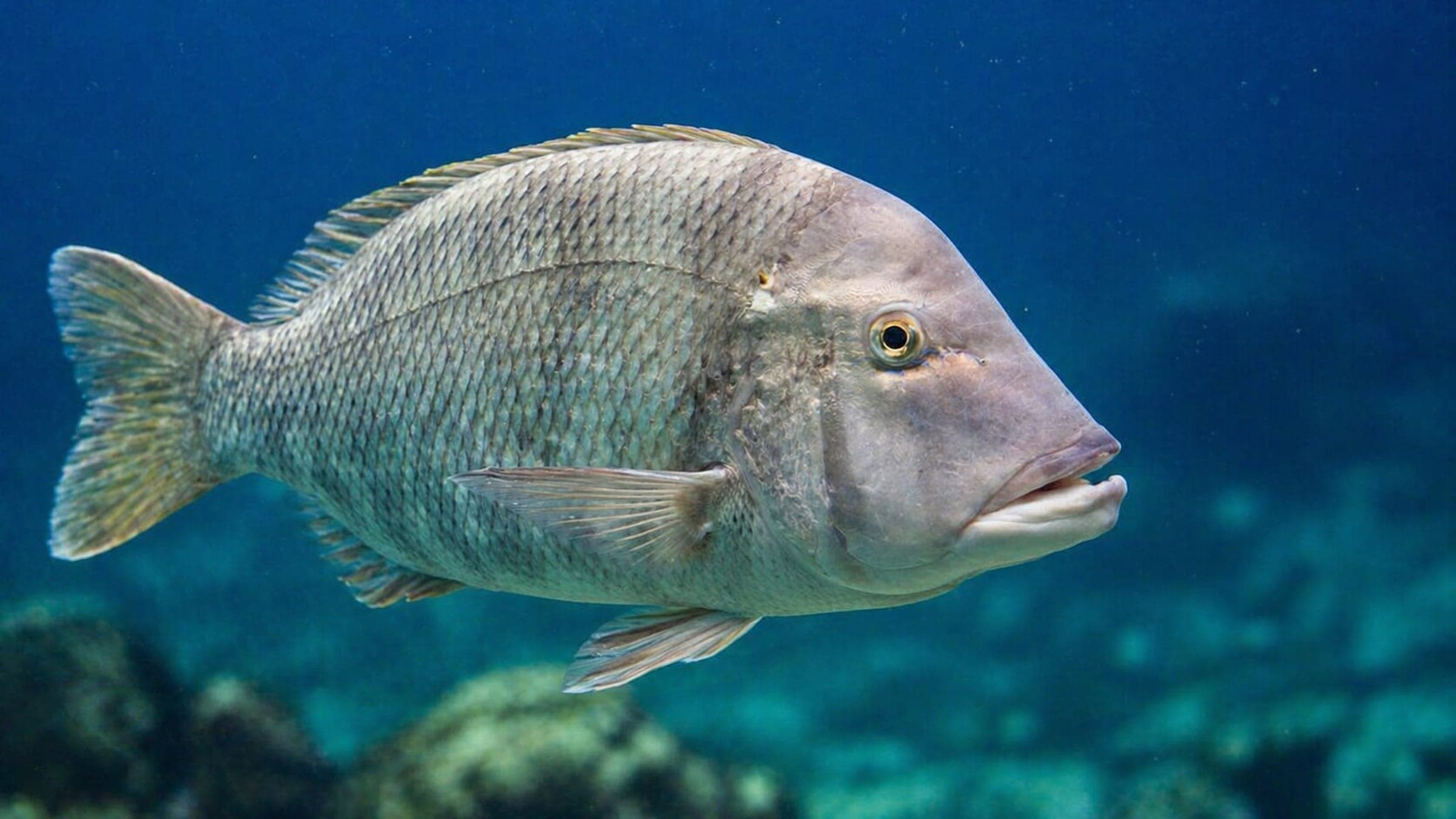 Photo of Emperor