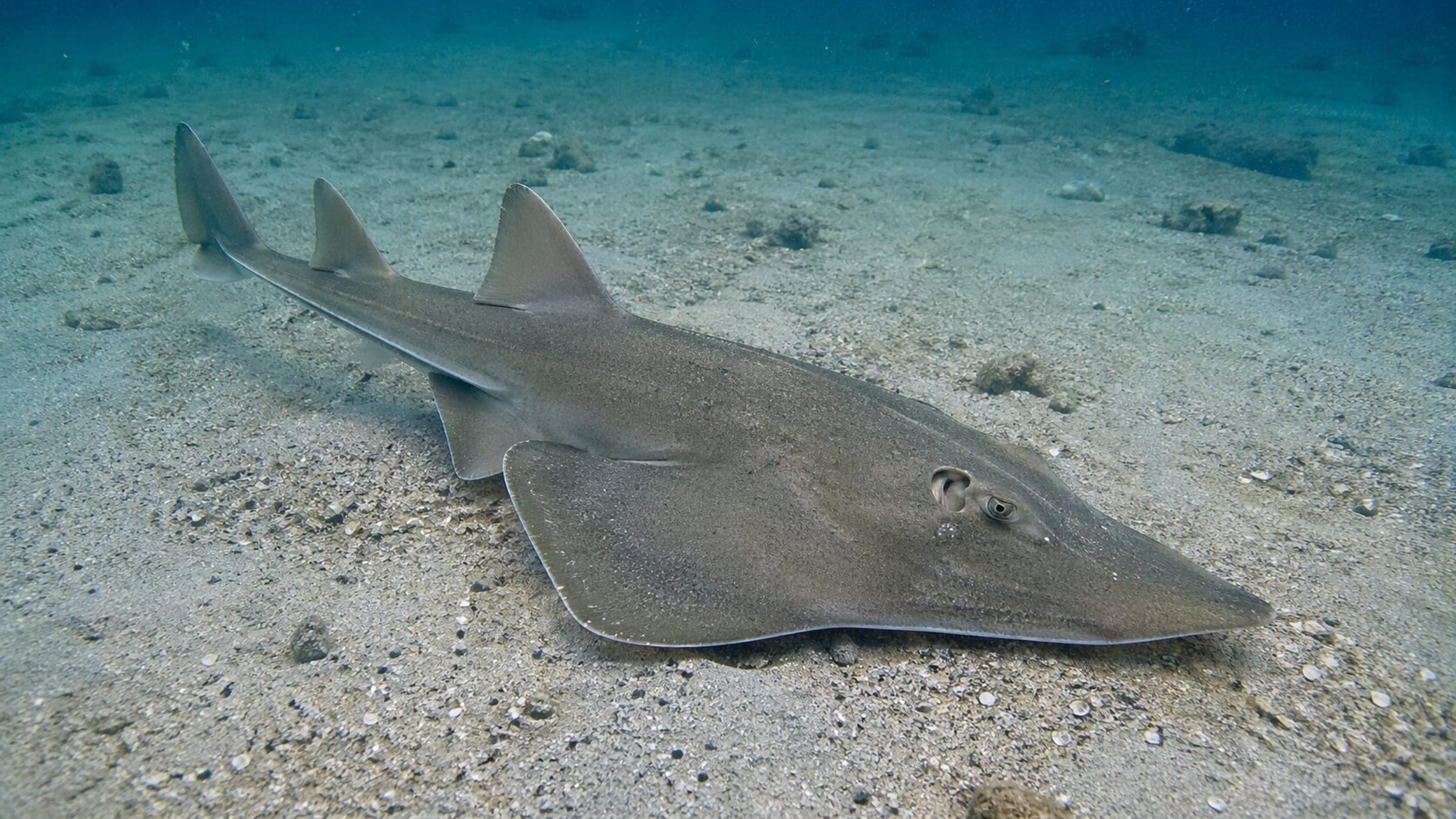 Photo of Guitarfish