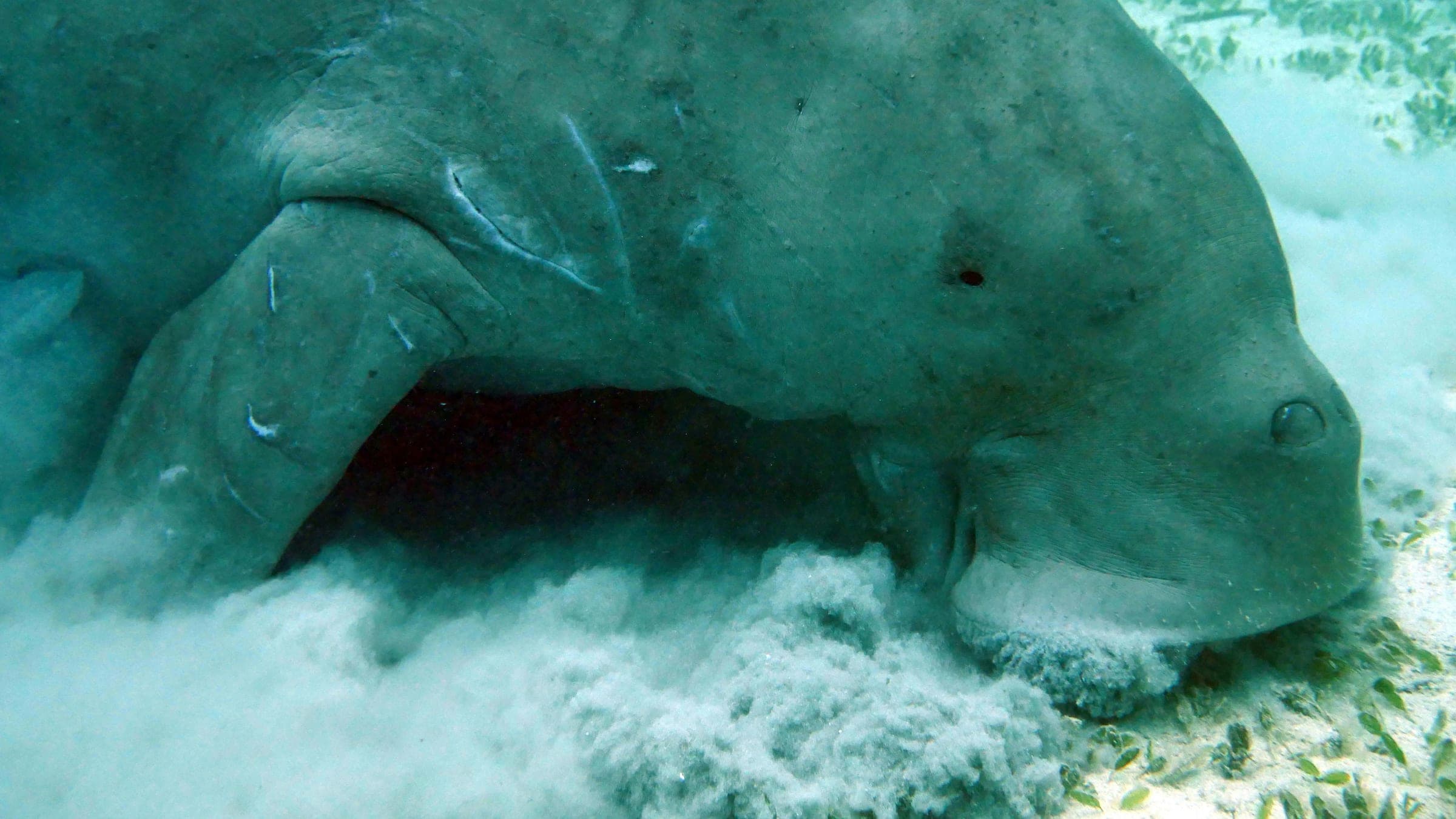 gray animal underwater