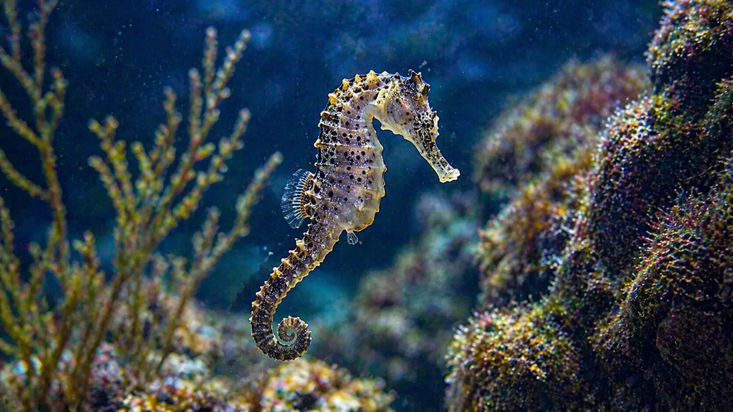 Photo of Common Seahorse