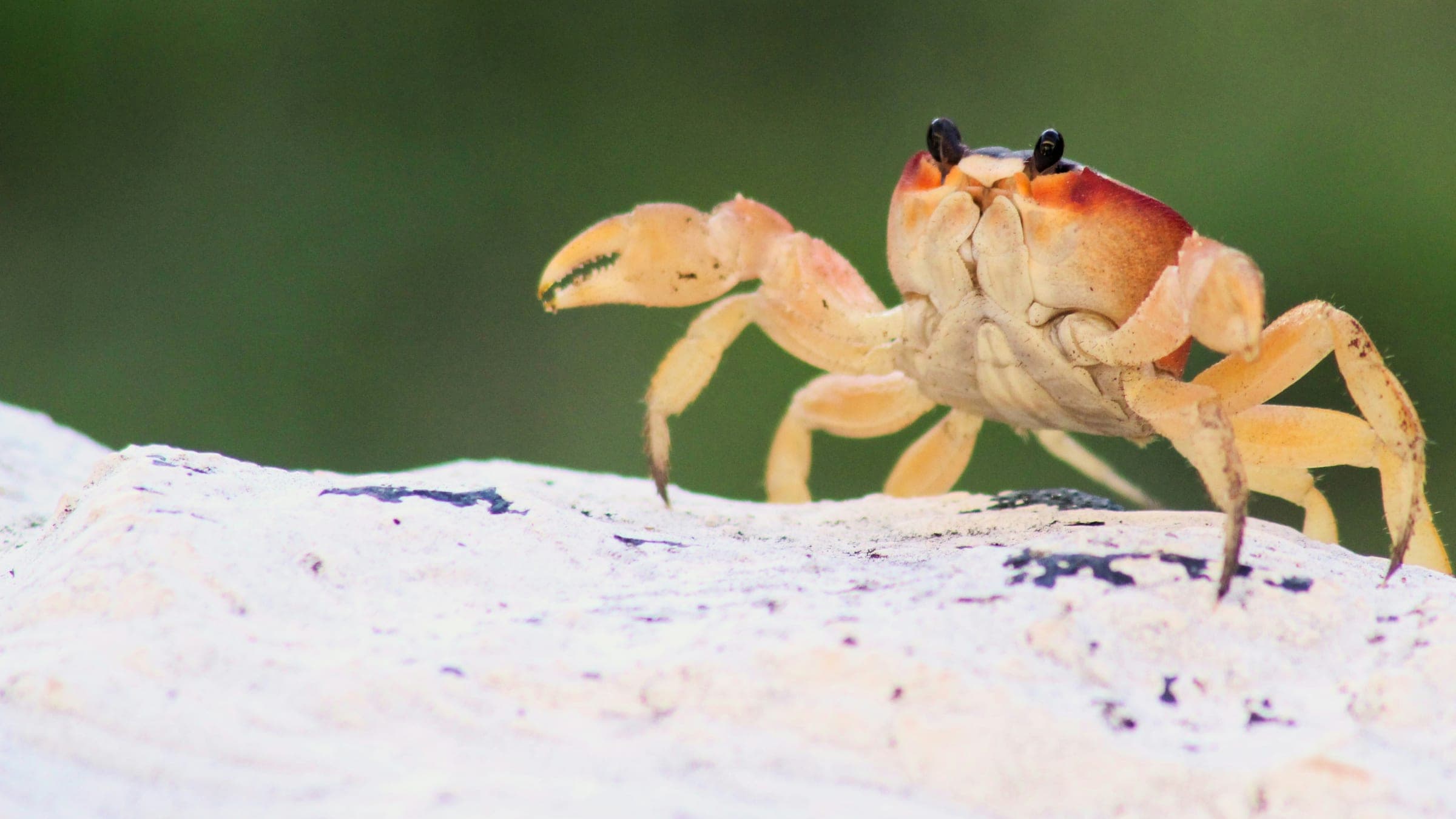 crab on rock
