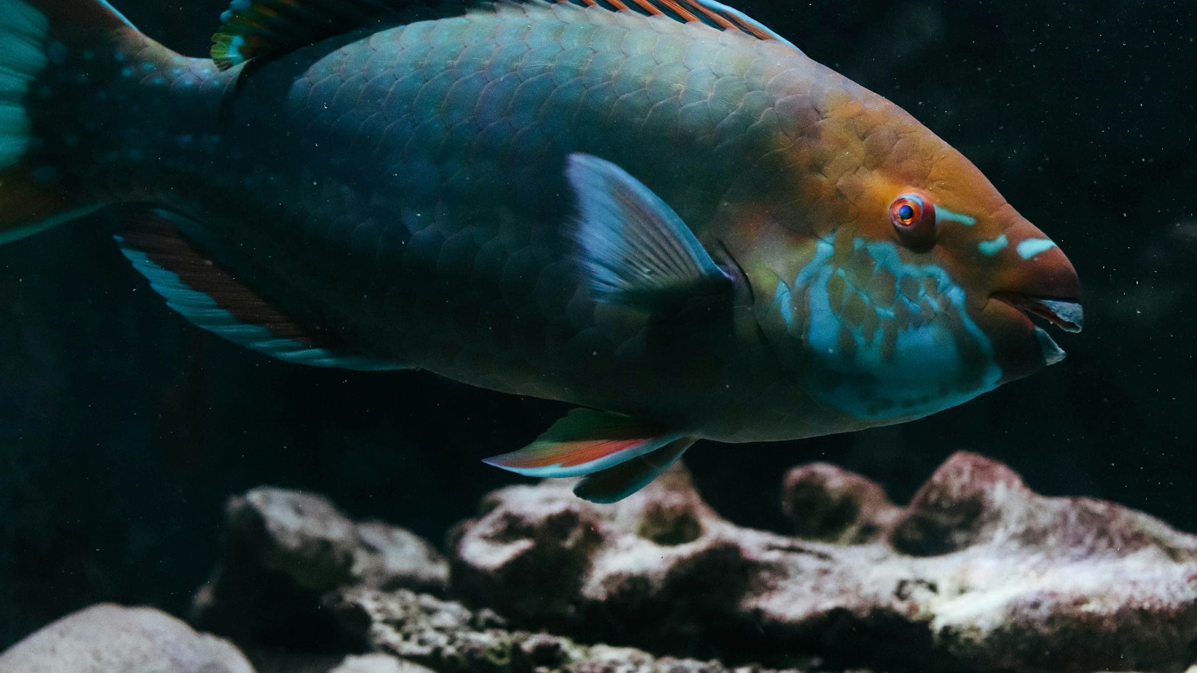 a fish swimming in water