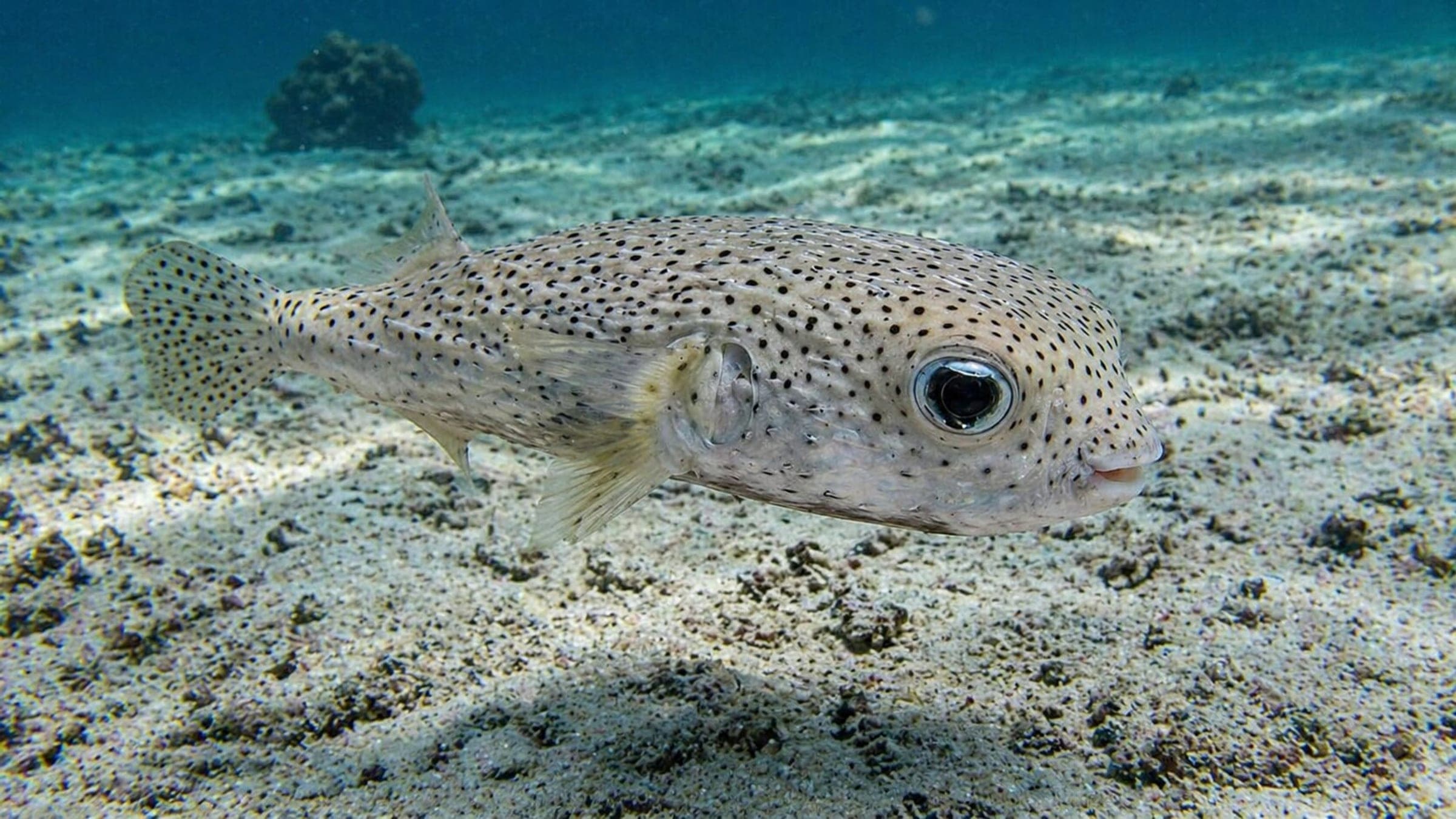 Photo of Porcupinefish