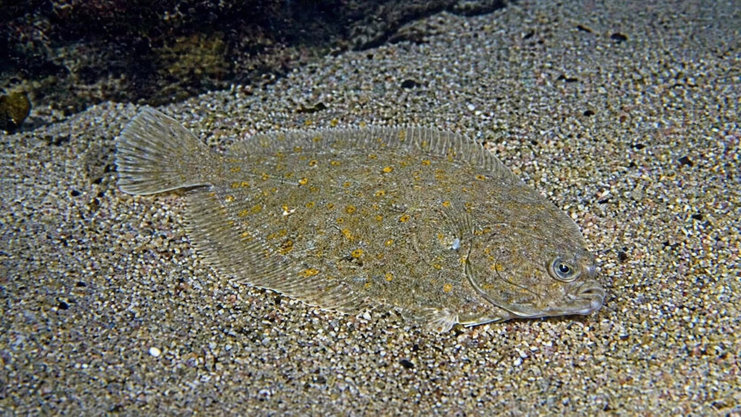 Photo of Flounder