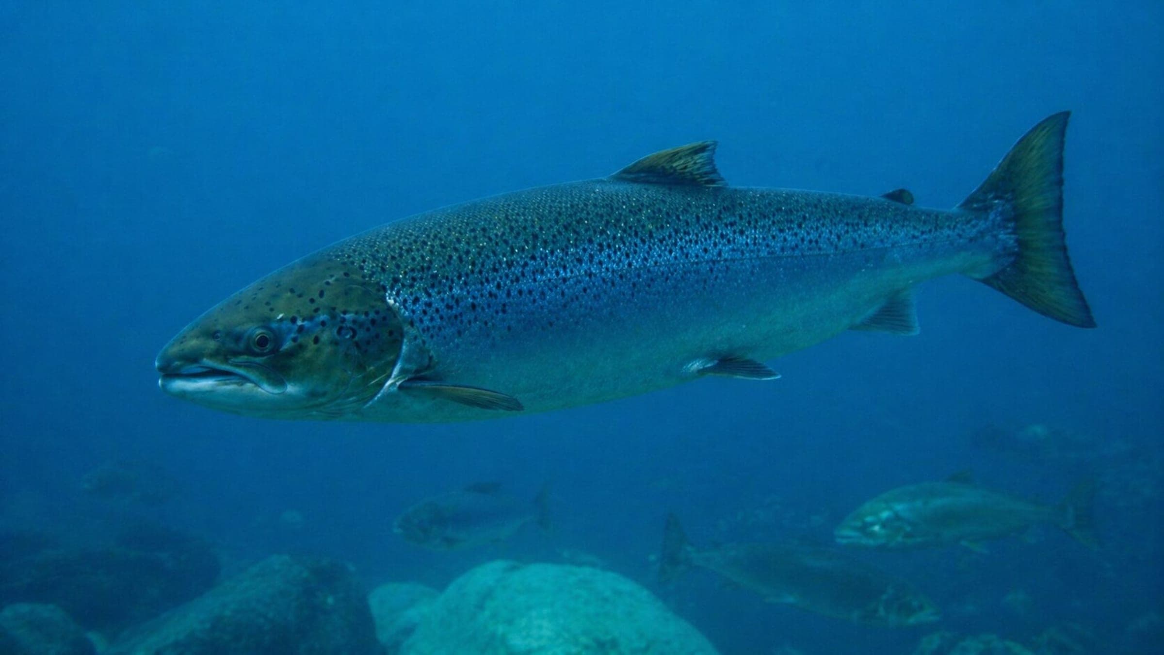 Photo of Salmon